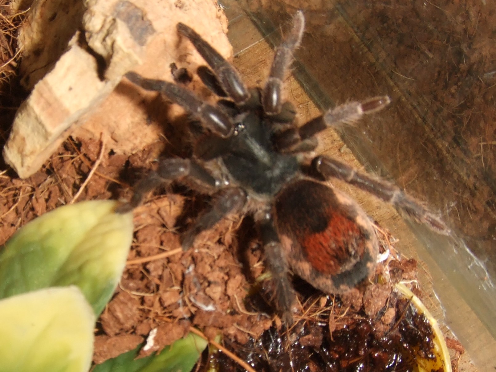 Neostenotarsus sp Suriname - Winti