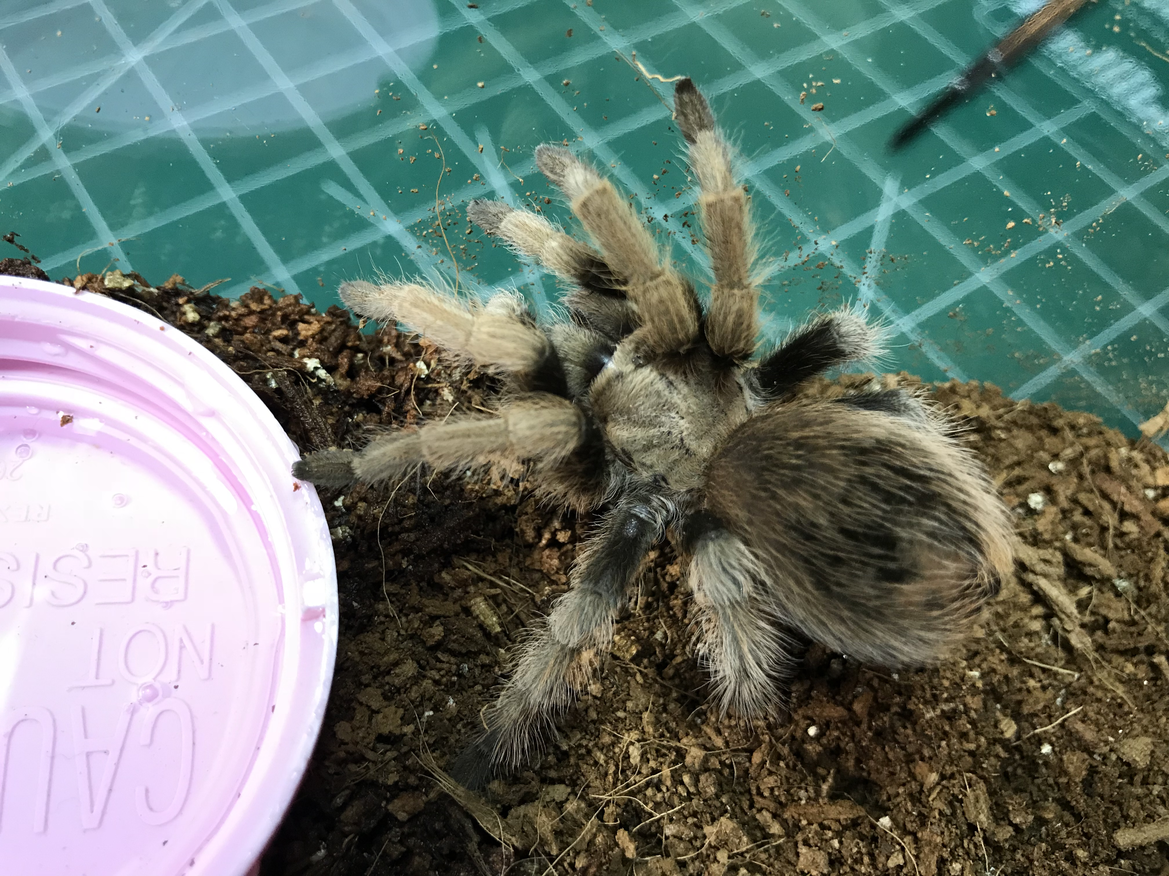 New A. Chalcodes F.