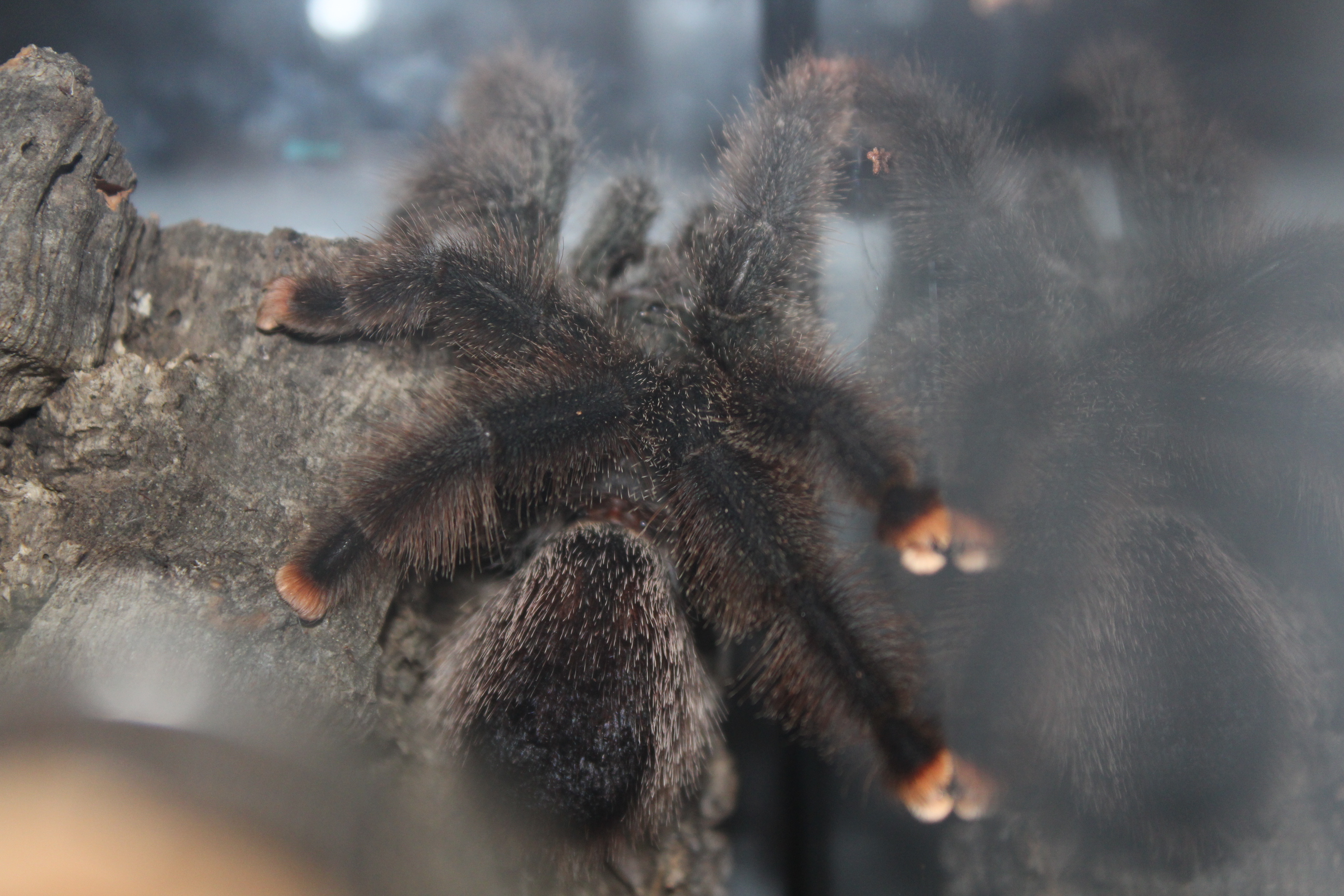 New Addition! - Avicularia avicularia - Luna