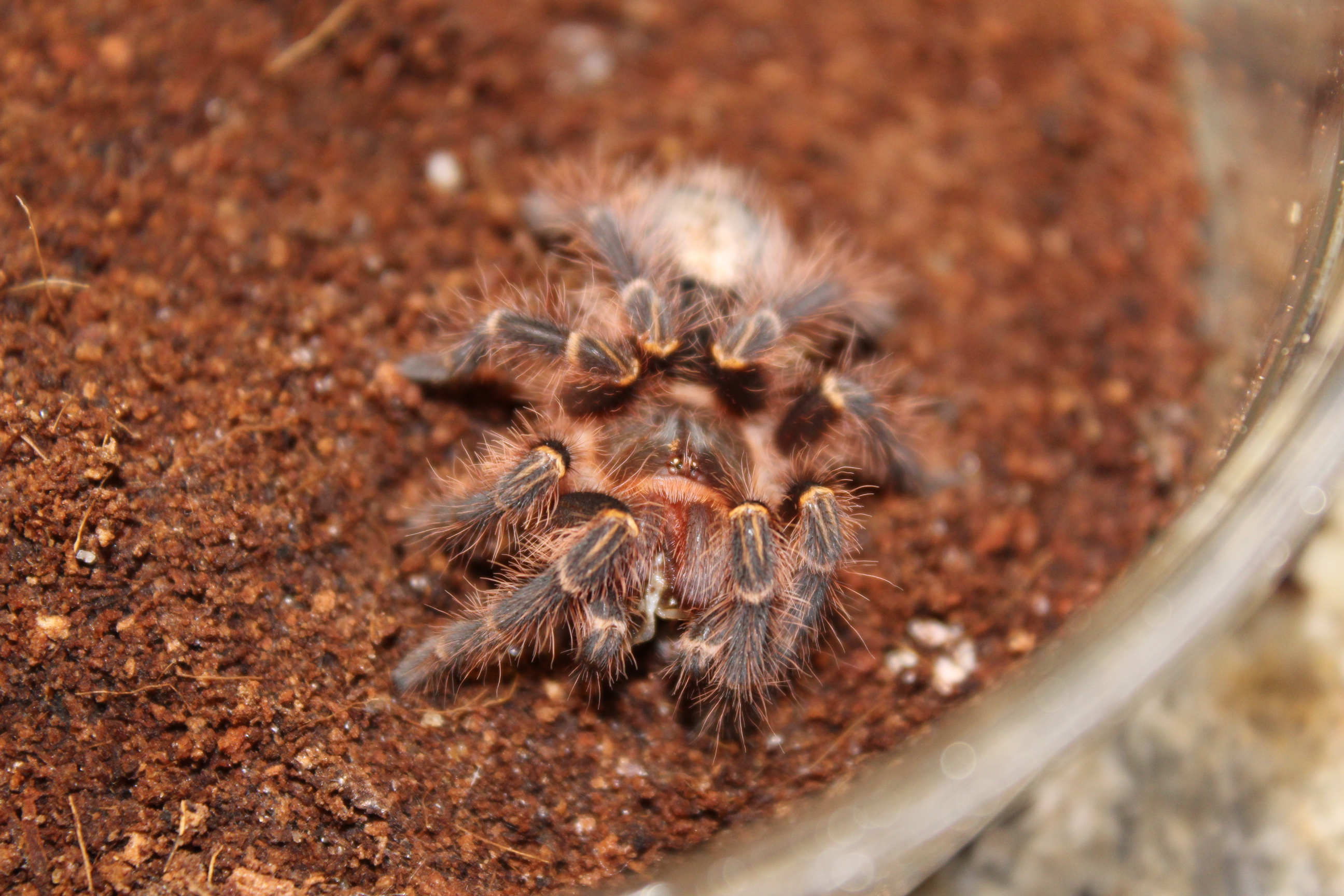 New Addition! - Grammostola pulchripes - Chaka