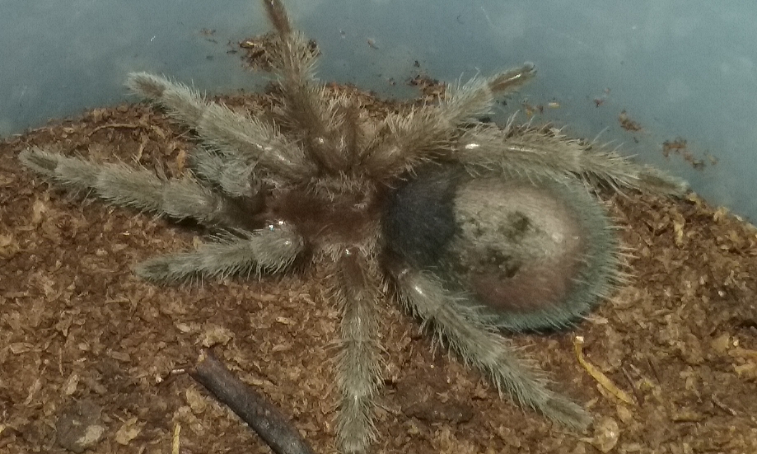 New arrival #2 G. Pulchra