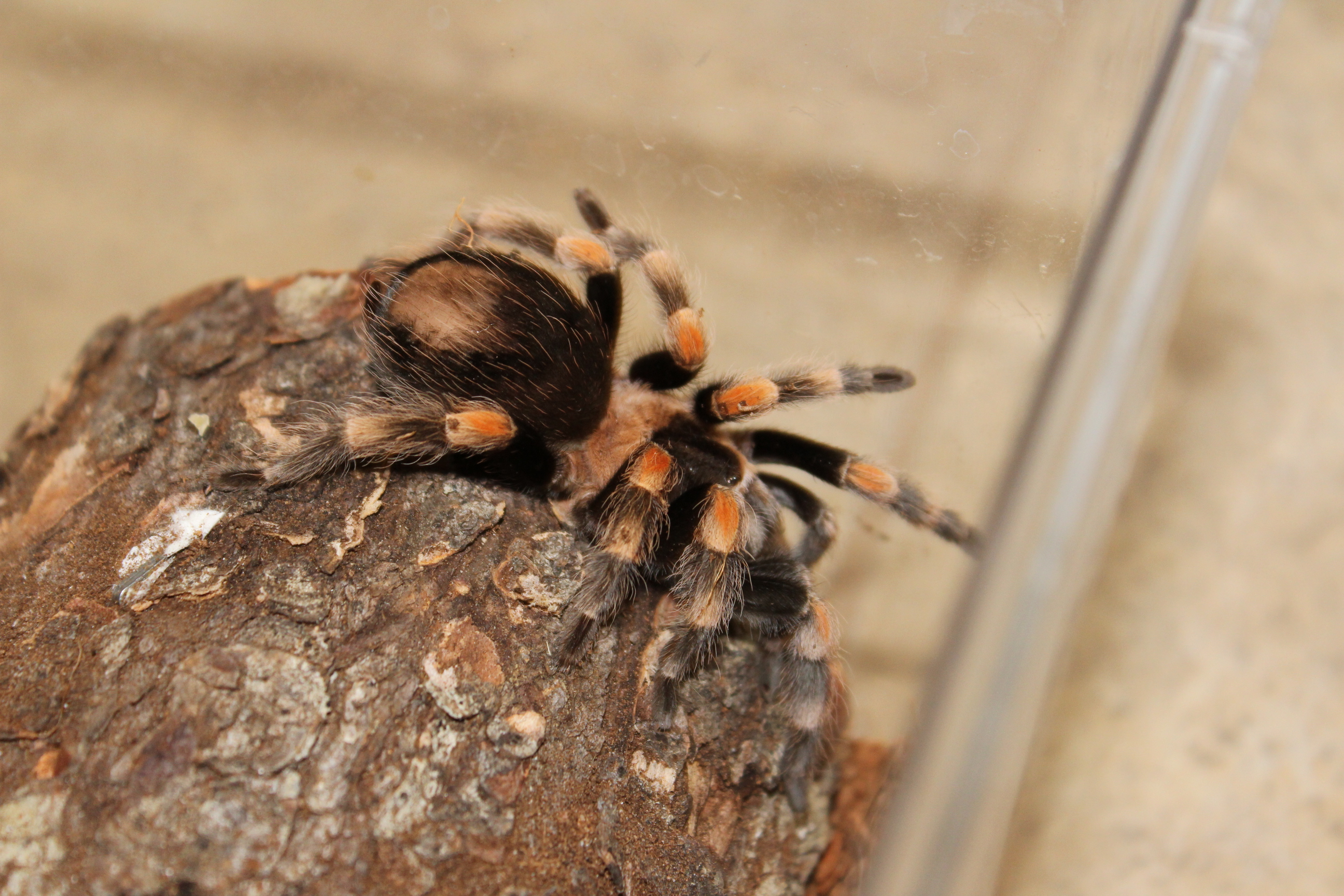 New Brachypelma hamorii