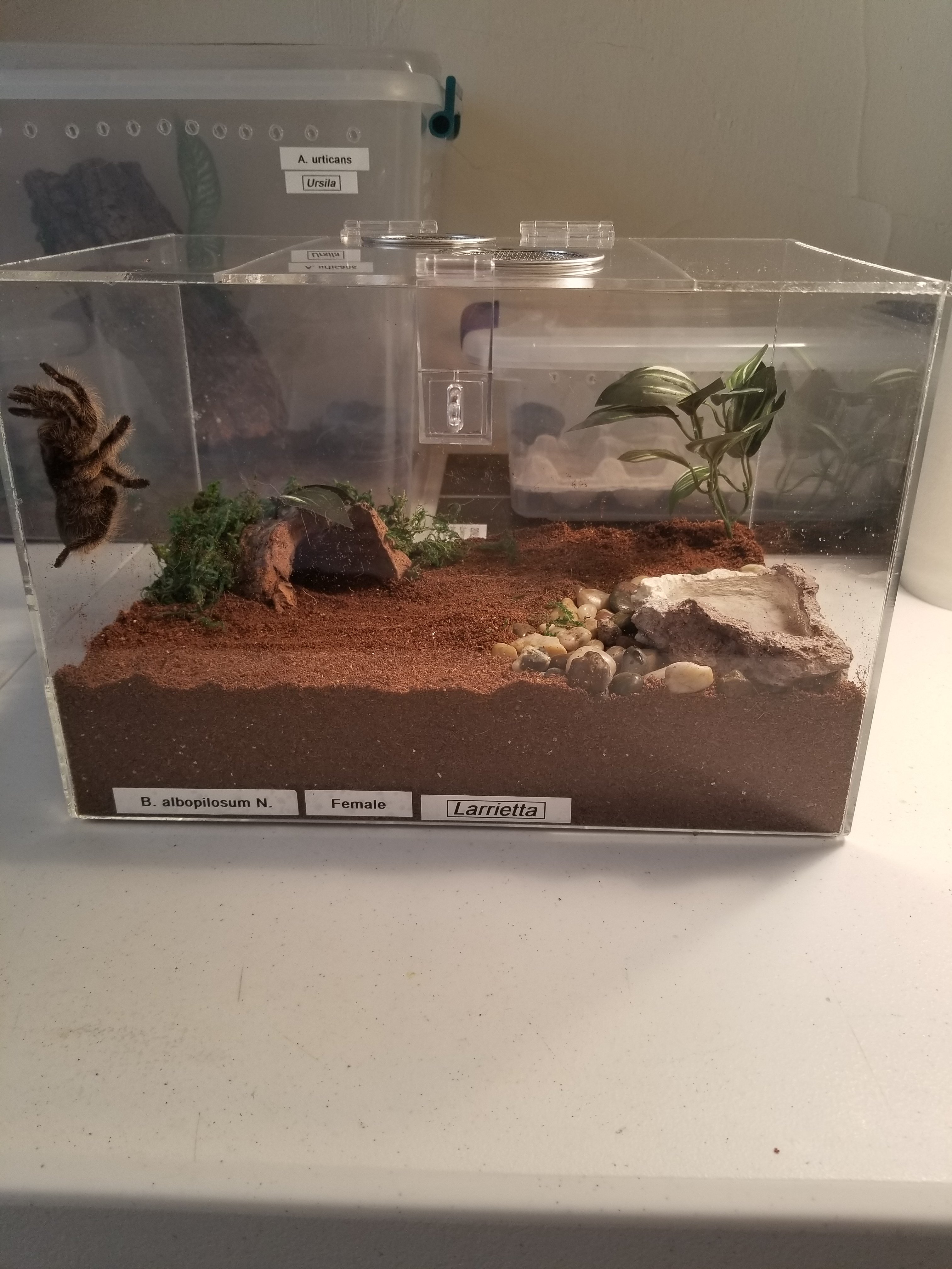New enclosures!