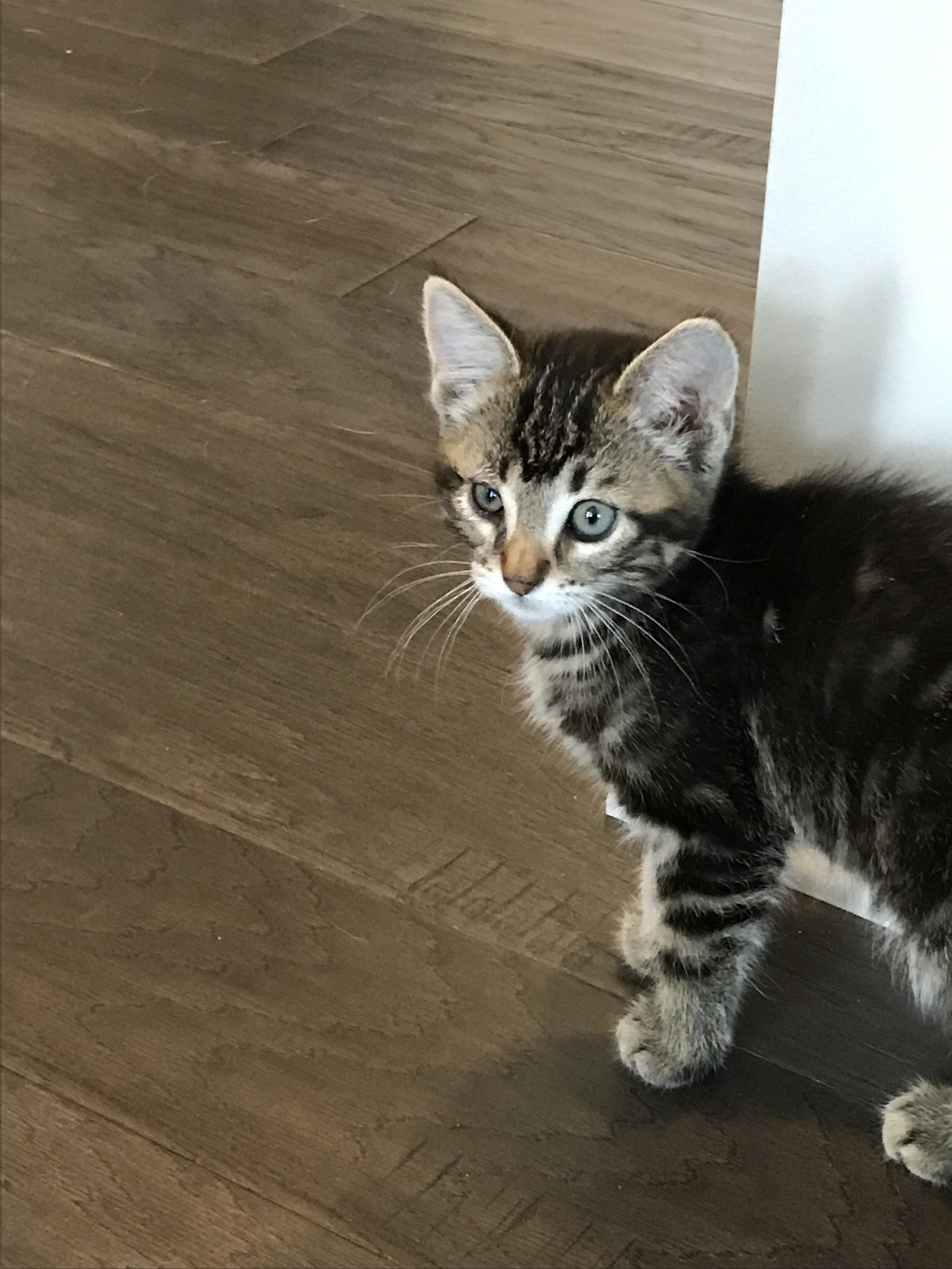 New Kitten