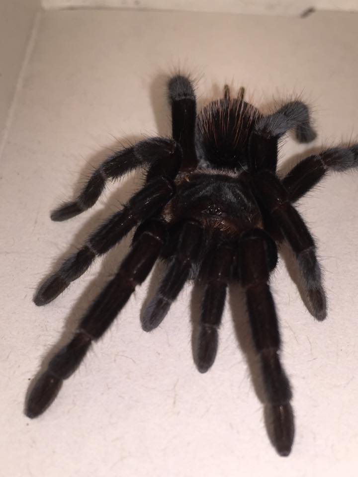 New T. Brachypelma Vagans.