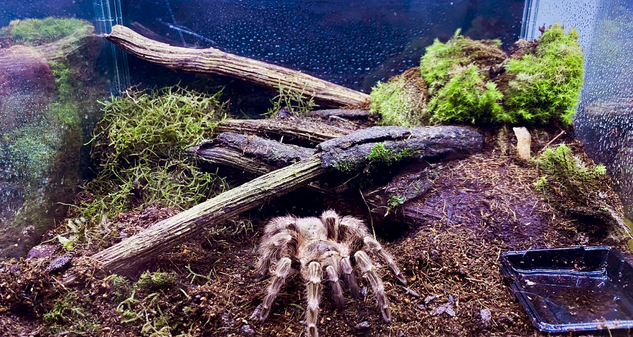 Nhandu carapoensis female