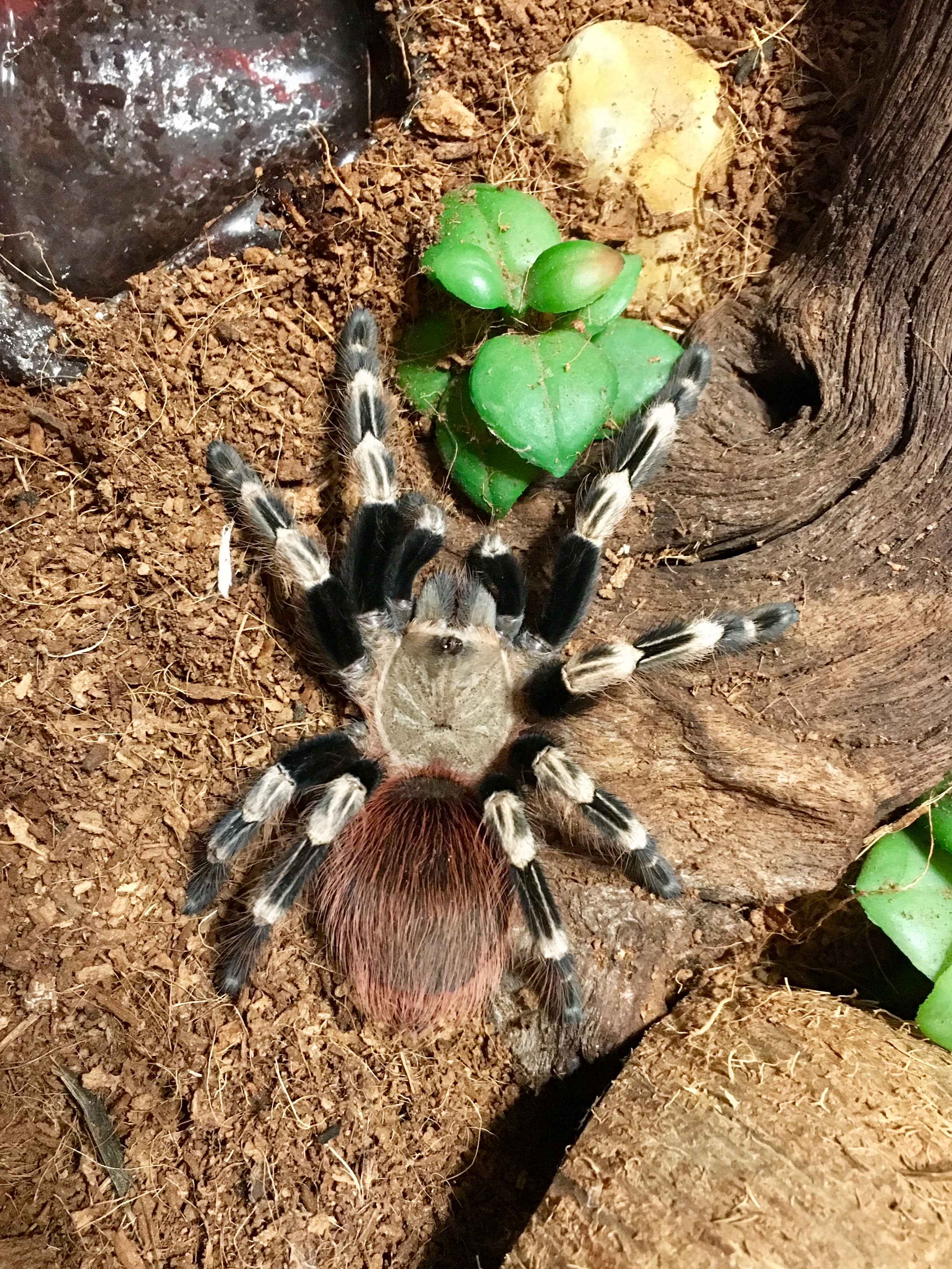 Nhandu chromatus "Eris Morn"