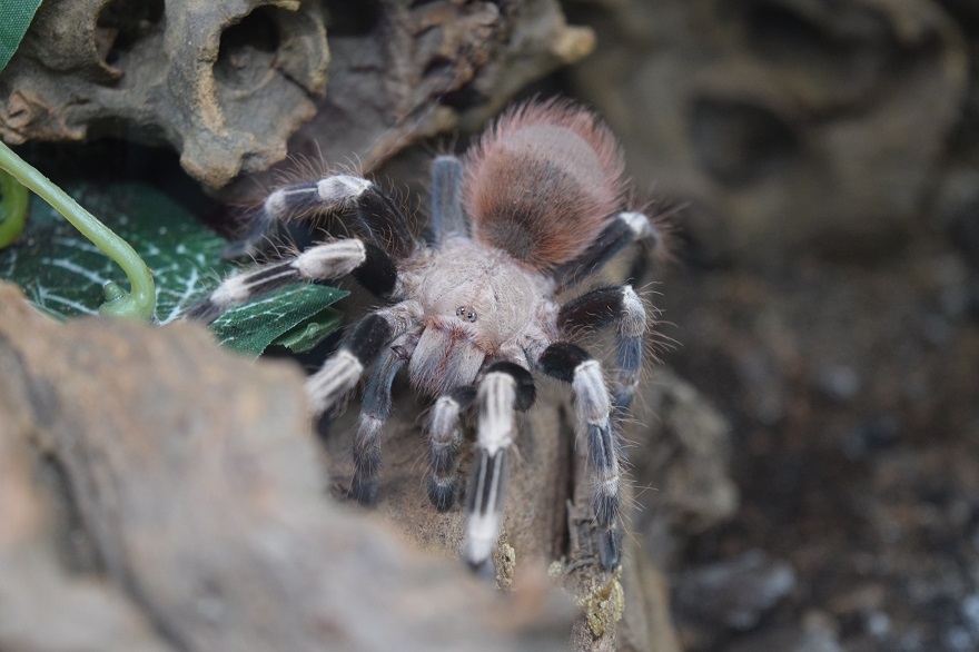 Nhandu chromatus...look at those puppy dog eyes!