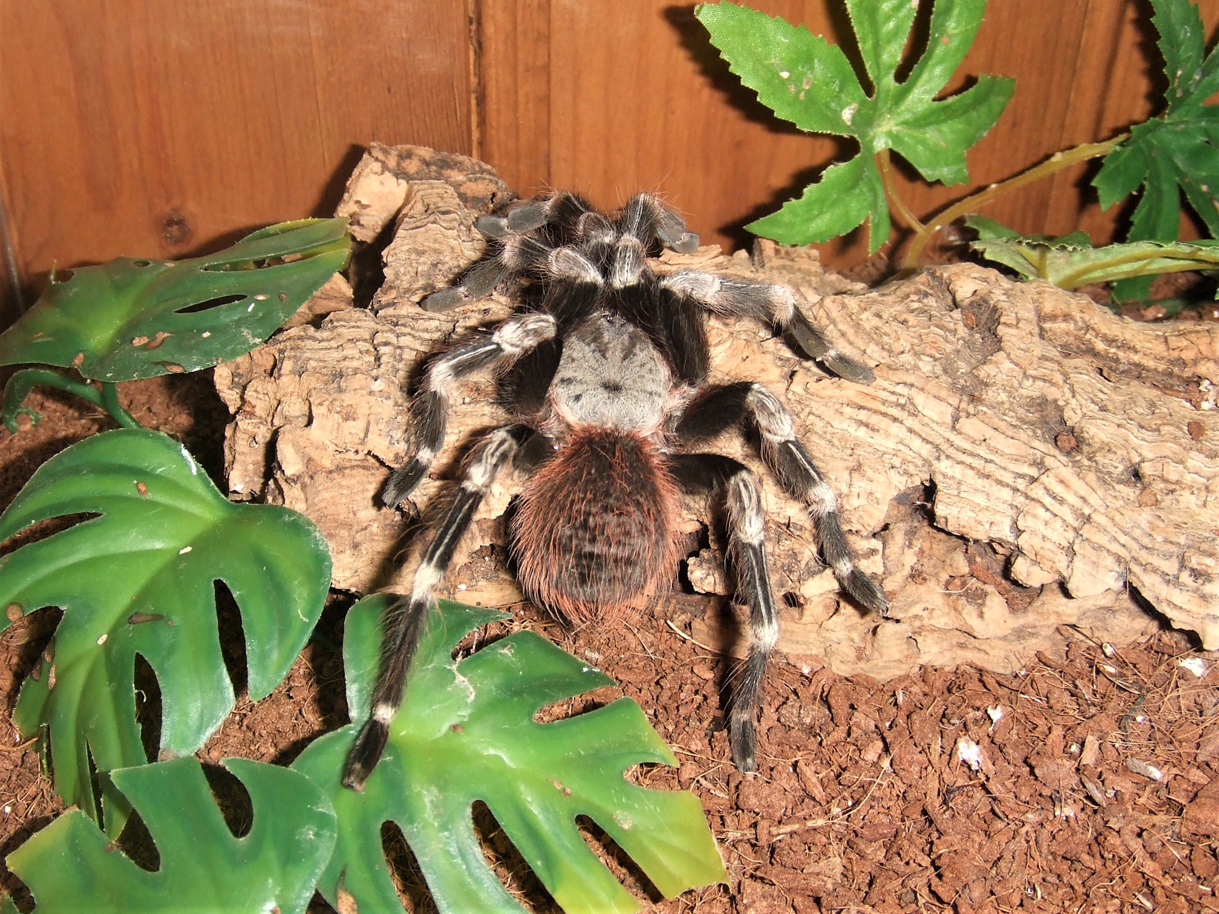 Nhandu chromatus - Luzia