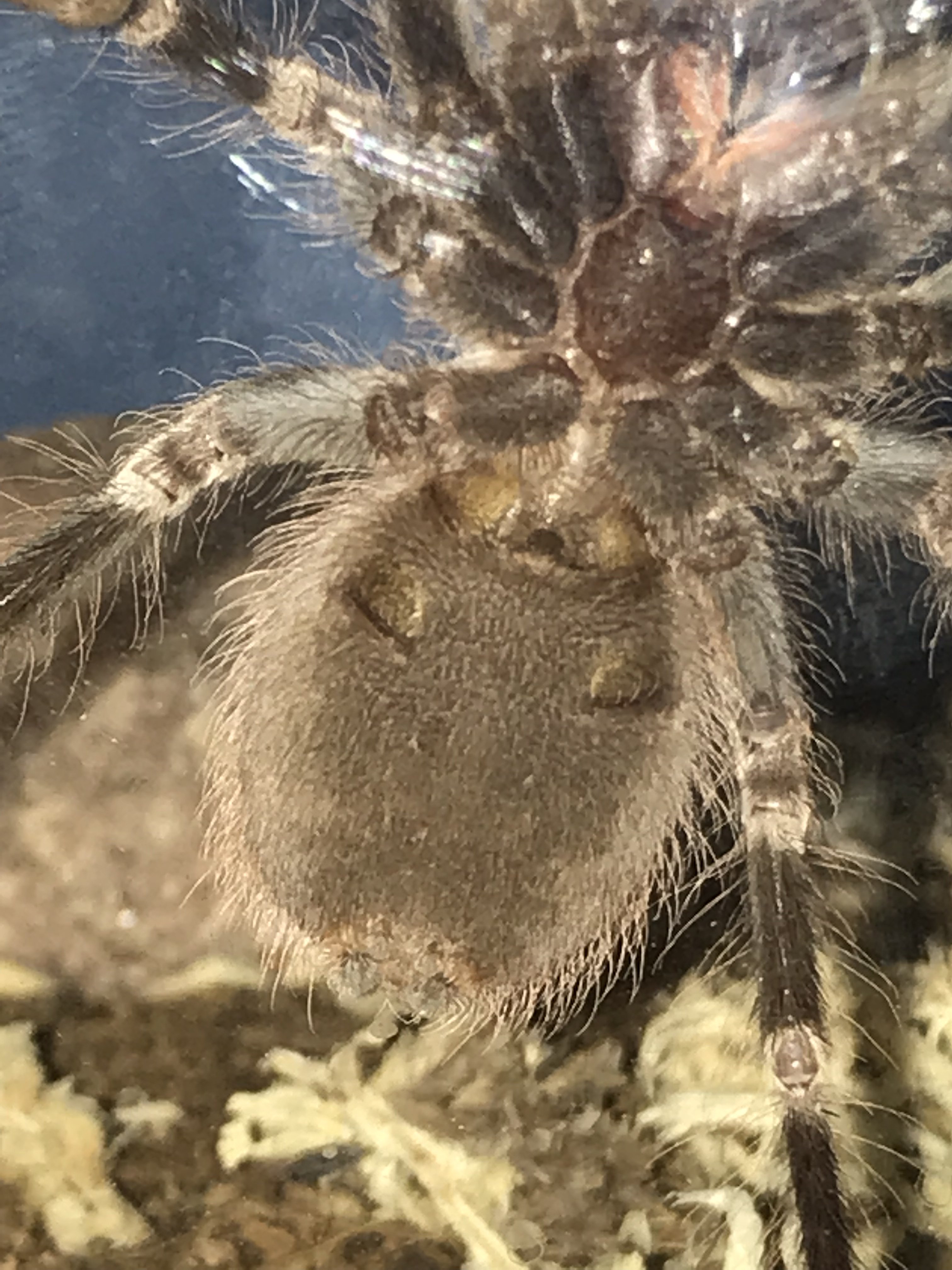 Nhandu Chromatus Please Sex