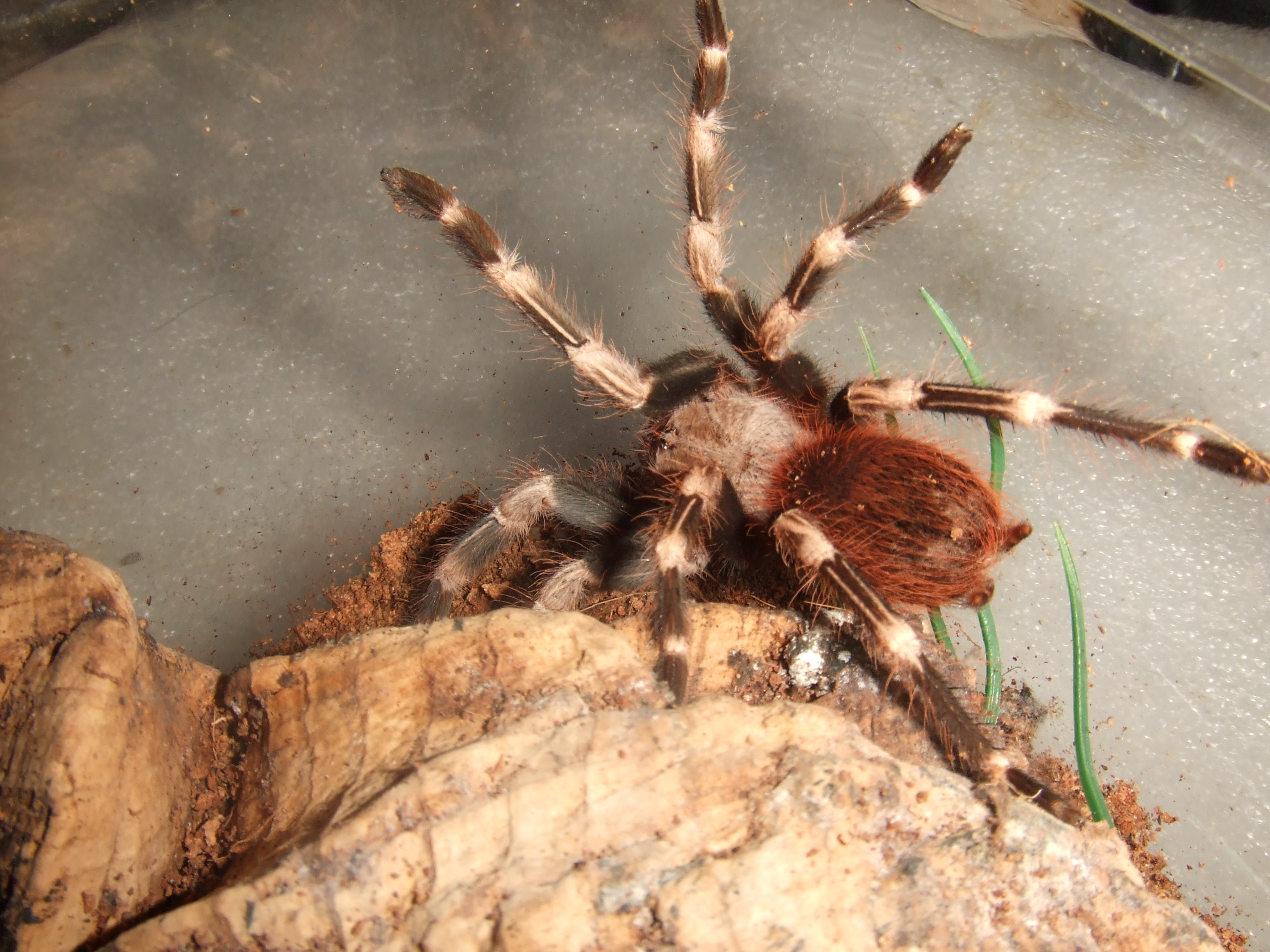 Nhandu chromatus - Zingu