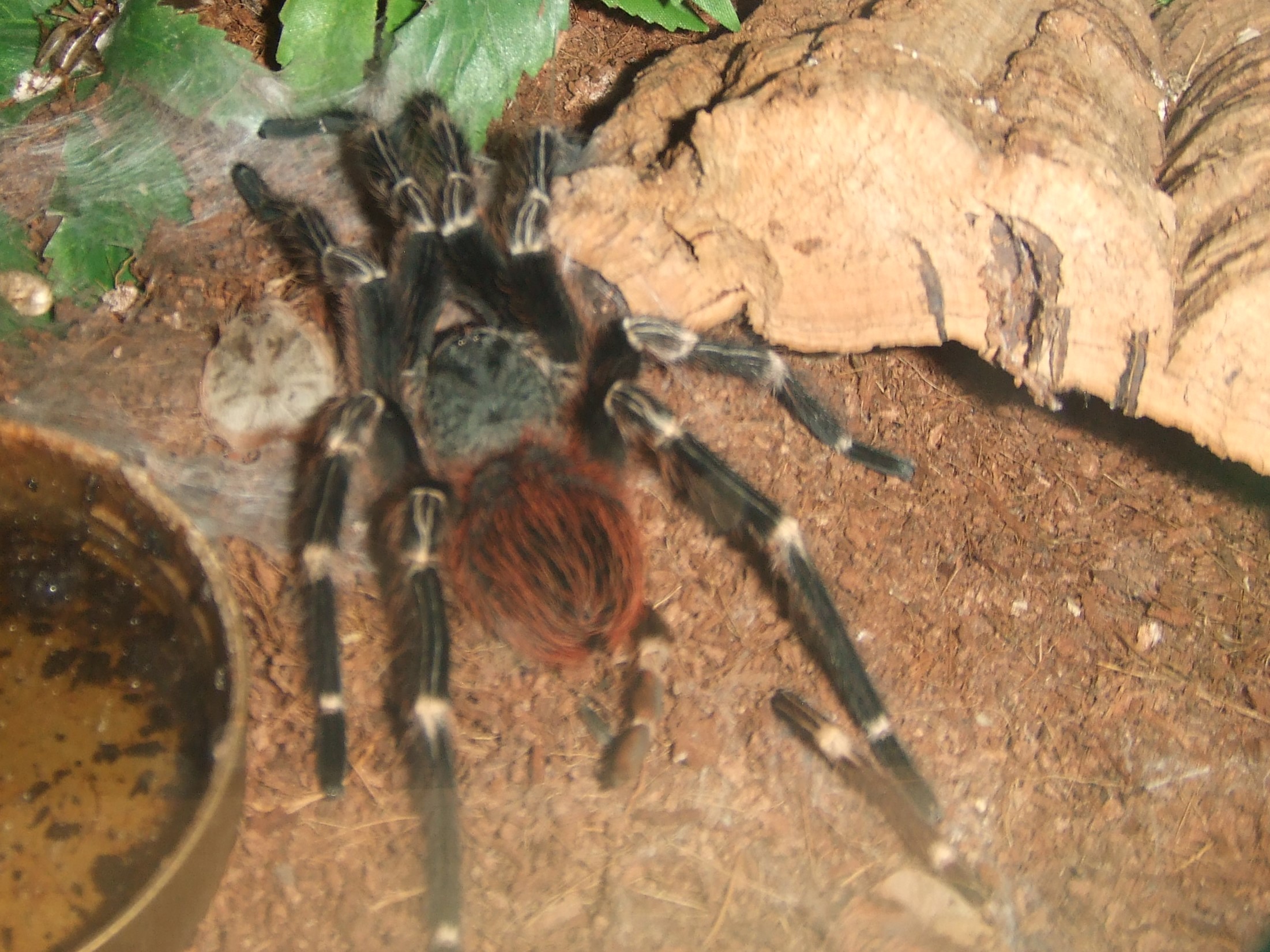 Nhandu chromatus - Zingu