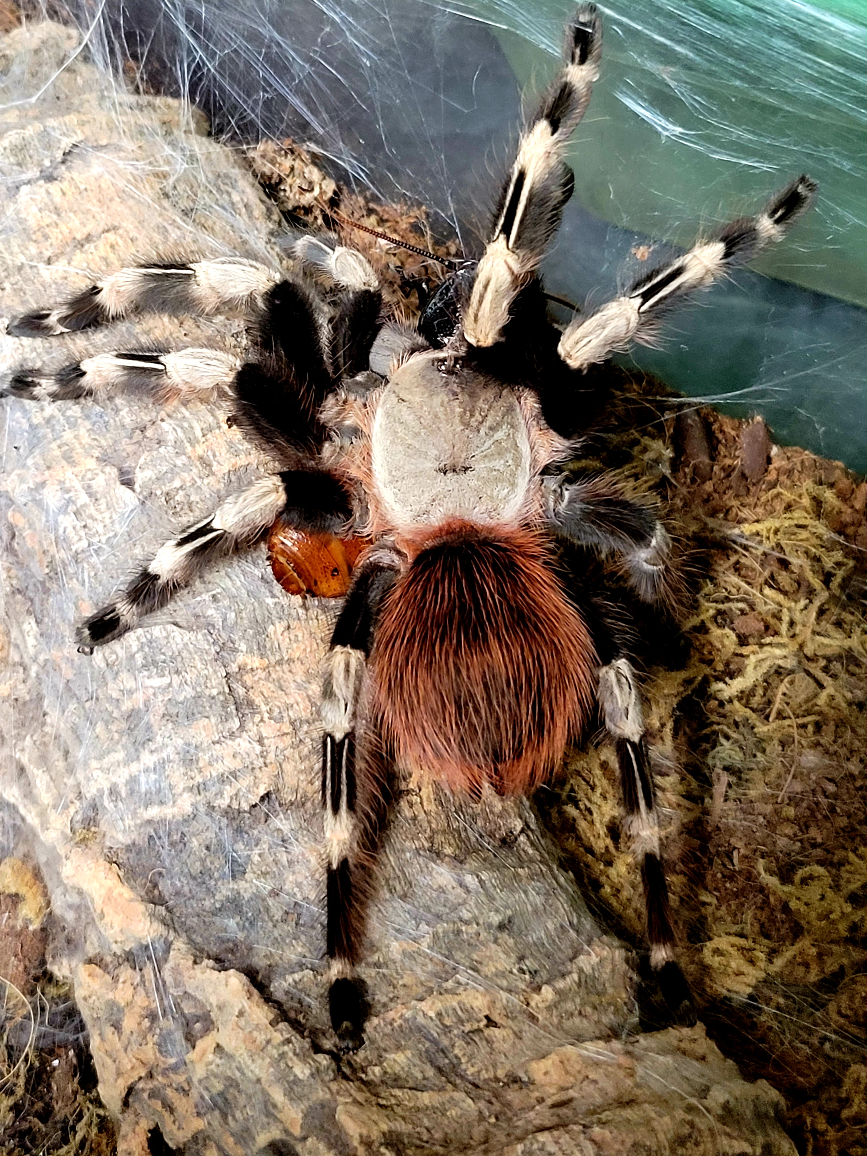 Nhandu chromatus