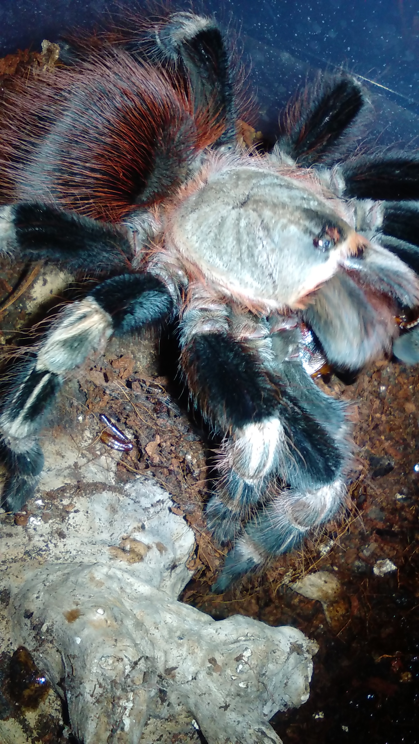 Nhandu chromatus