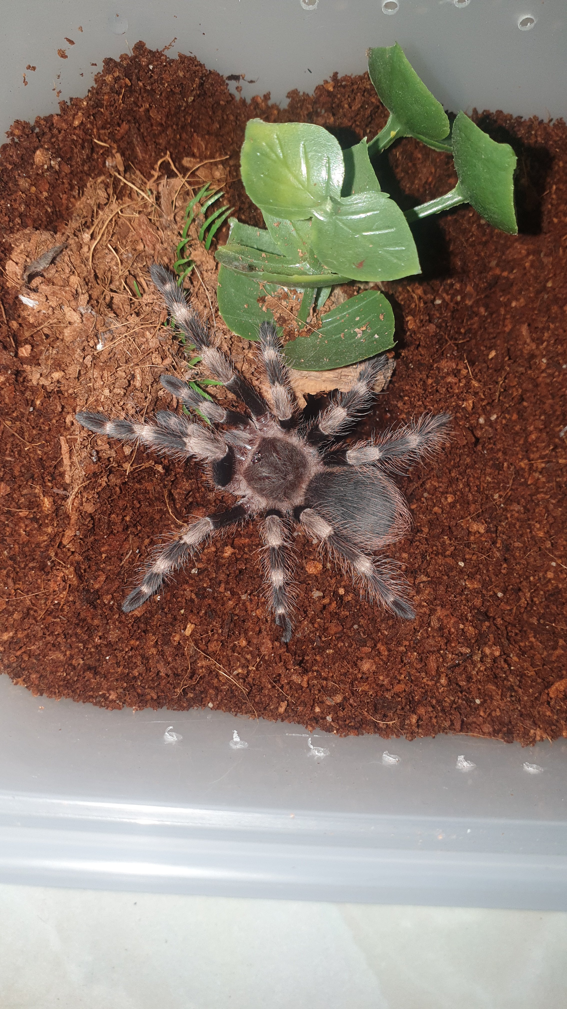 Nhandu Coloratovillosus