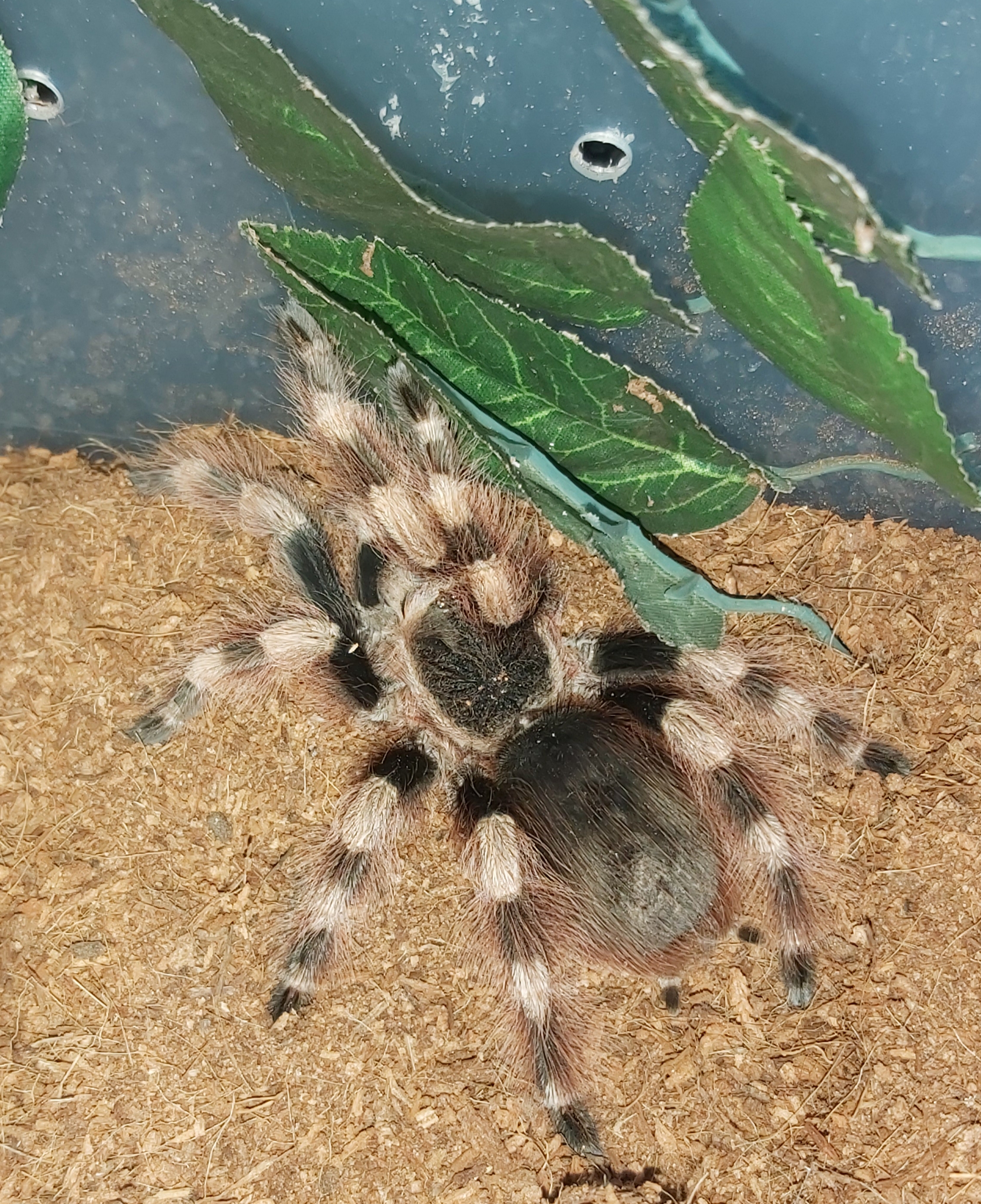 Nhandu Coloratovillosus