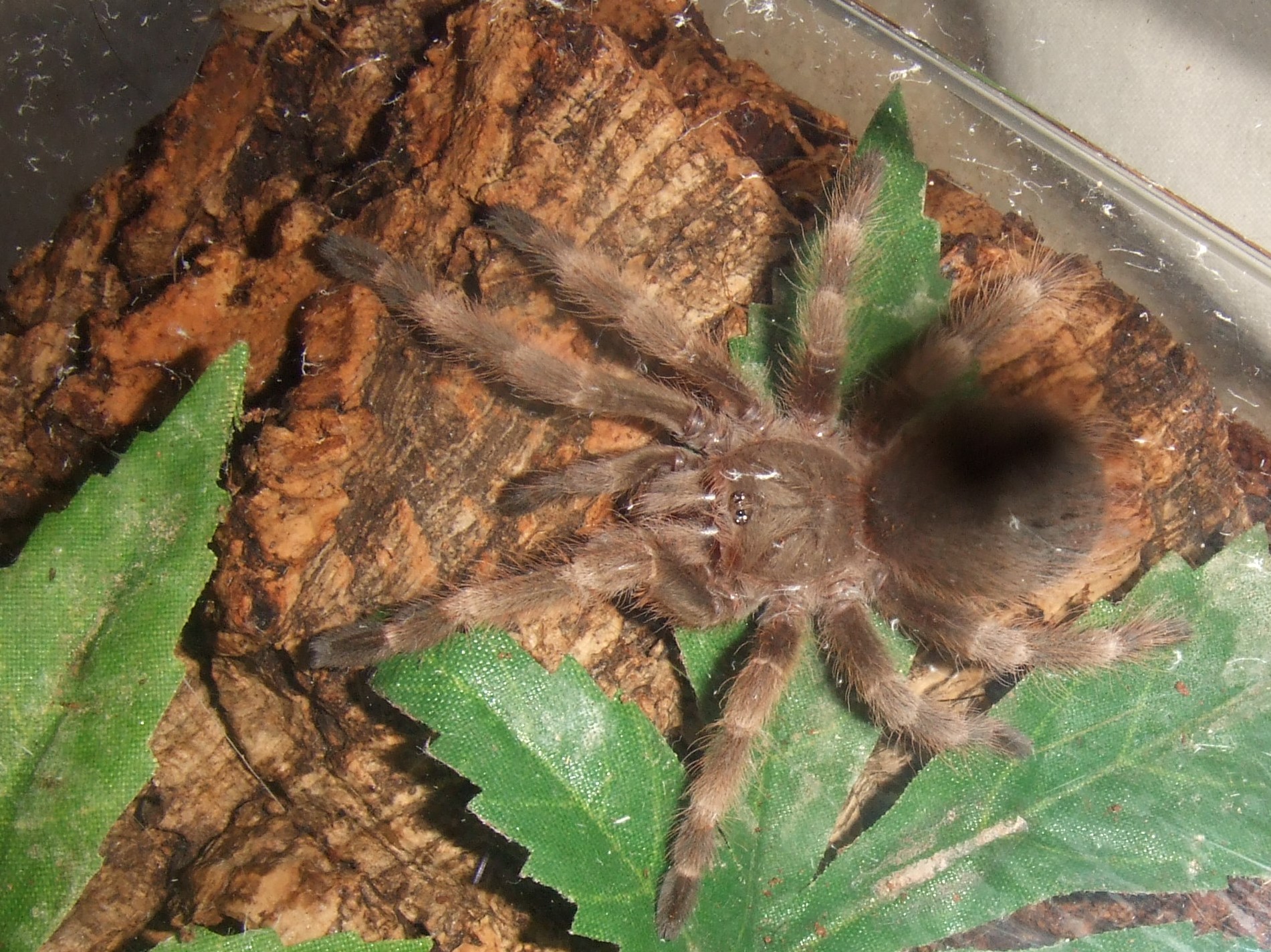 Nhandu tripepii - Iguazu