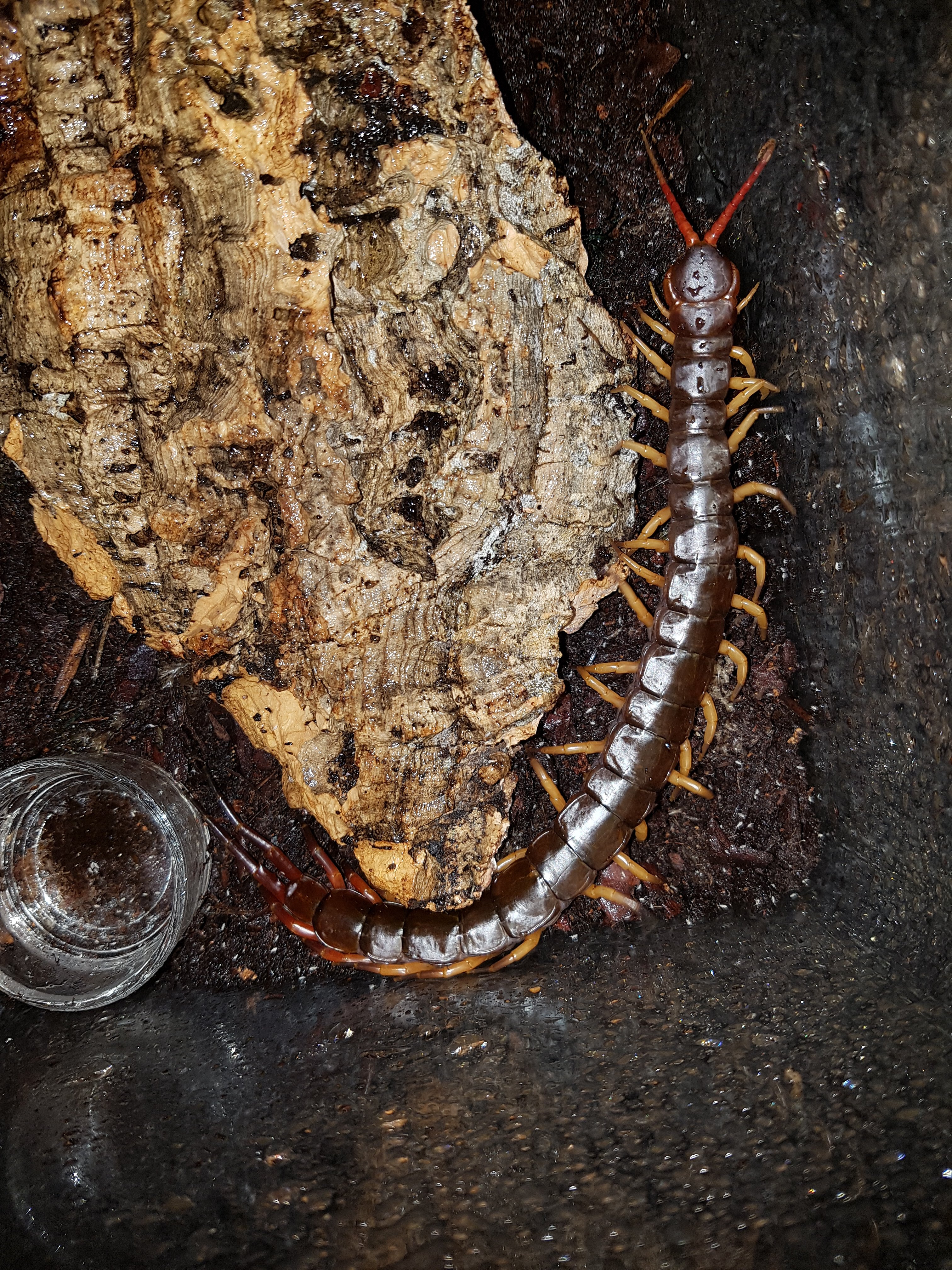 Nice centipede
