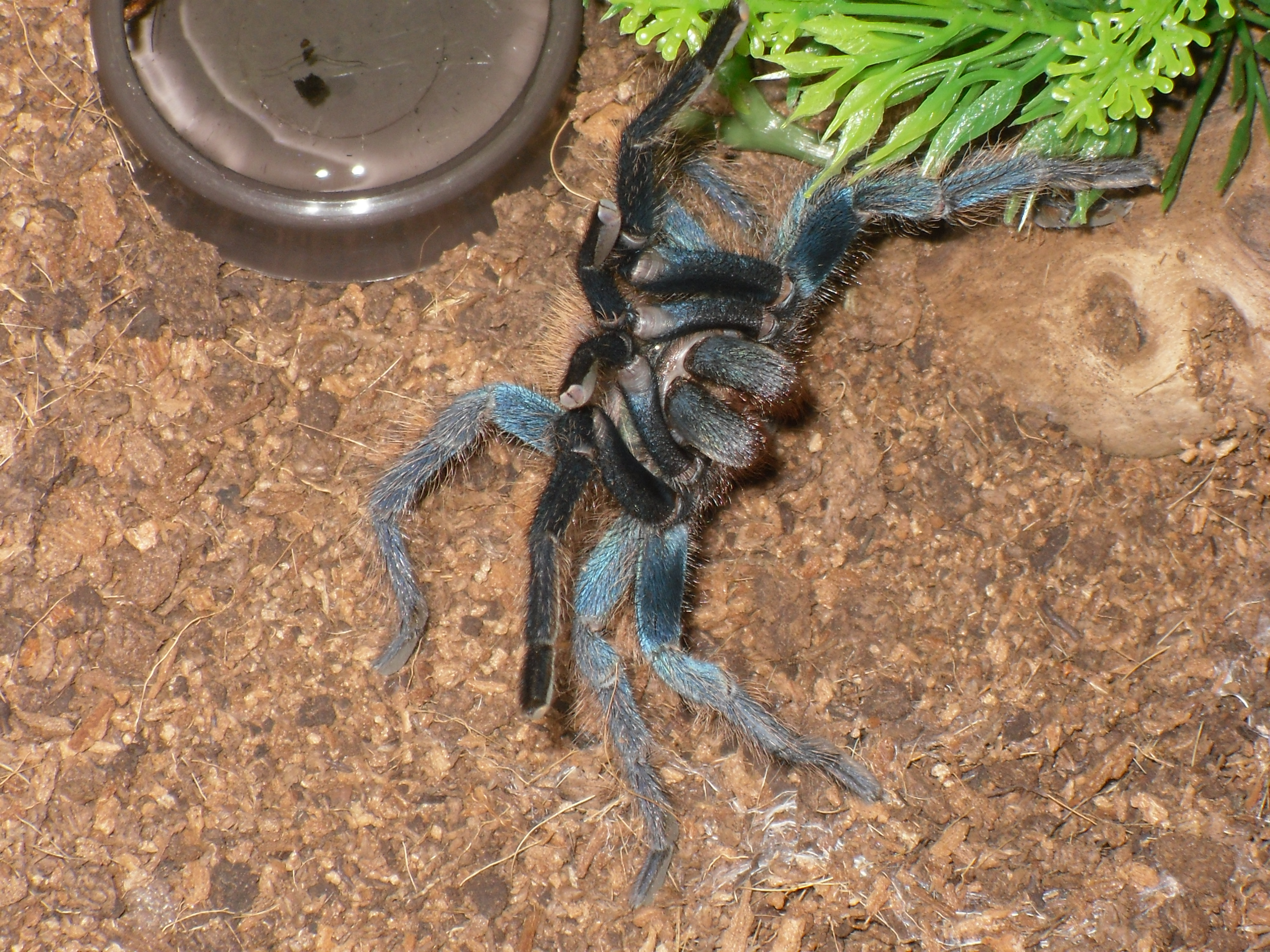 No I don't want any water Daddy!