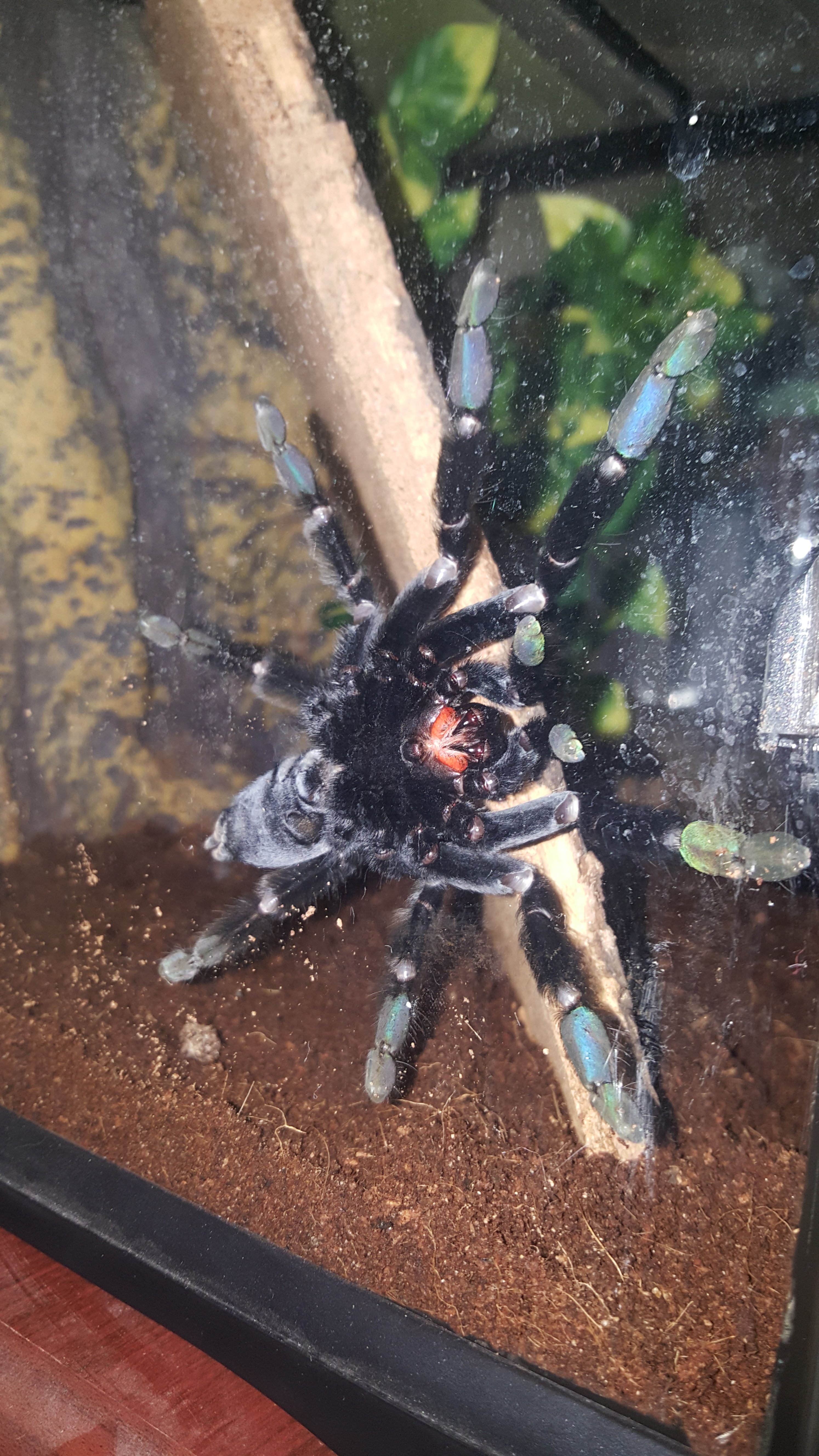 No need for a pedicure