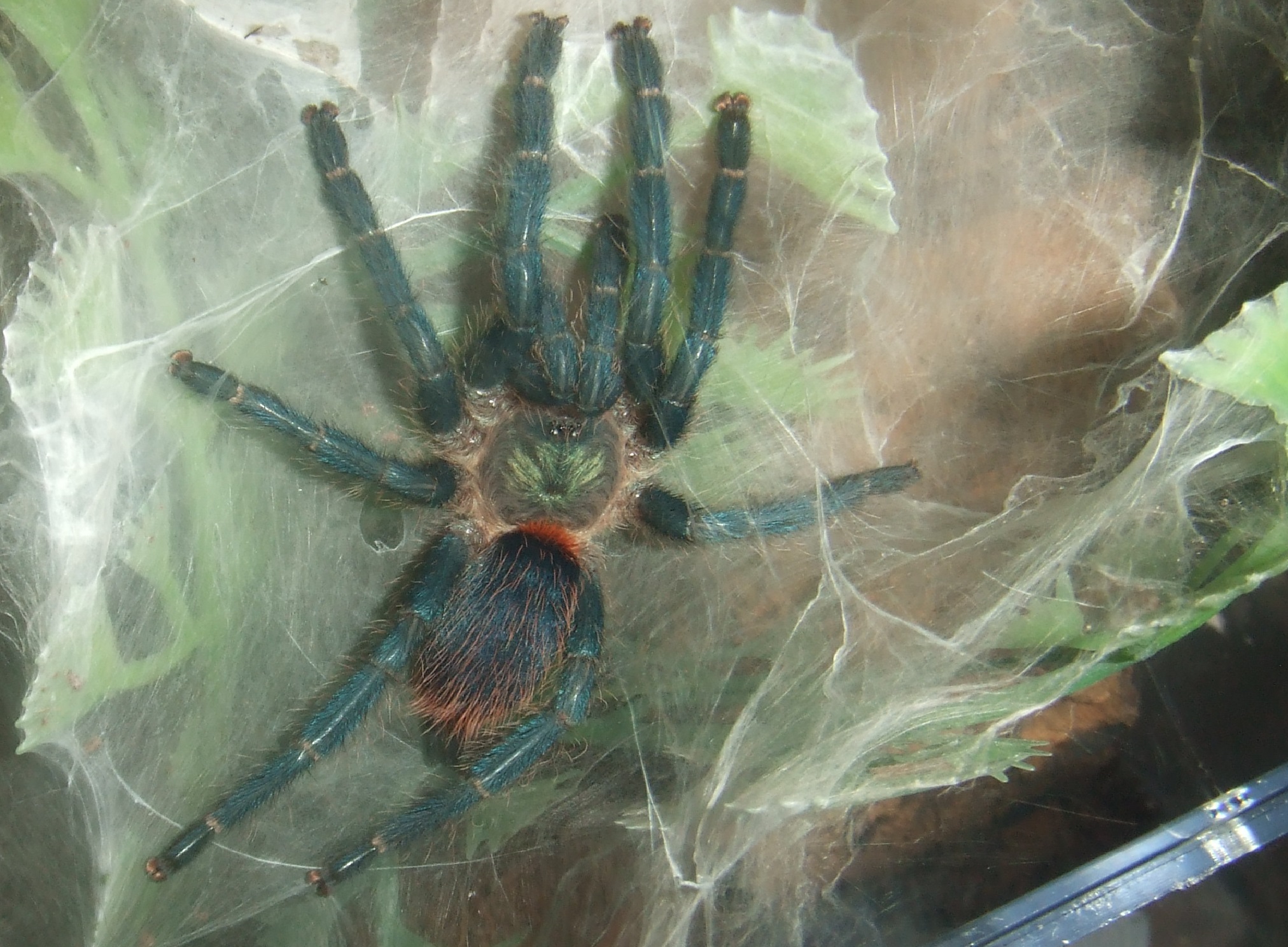 O. diamantinensis - Culli newly moulted