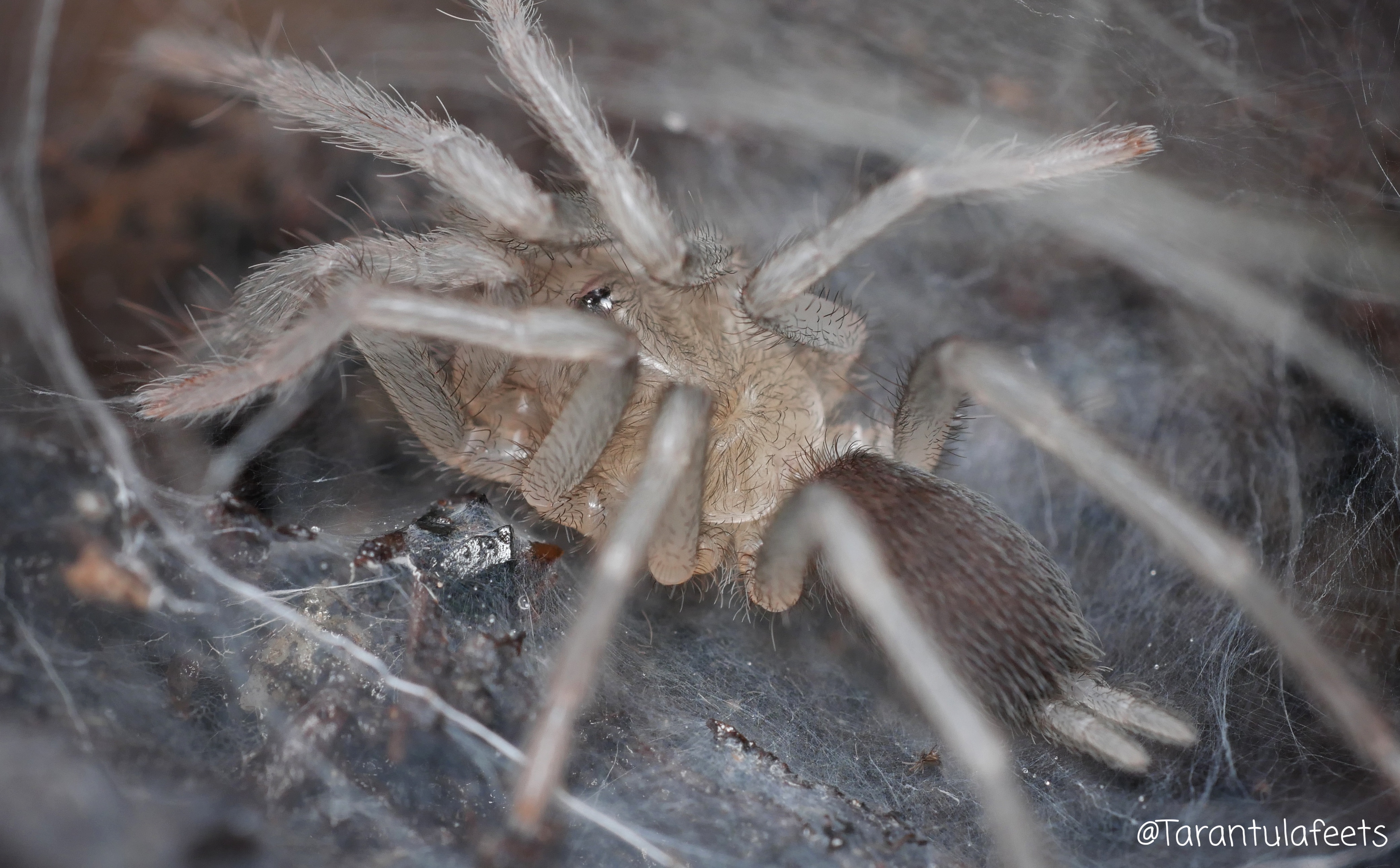 O philippinus after molt