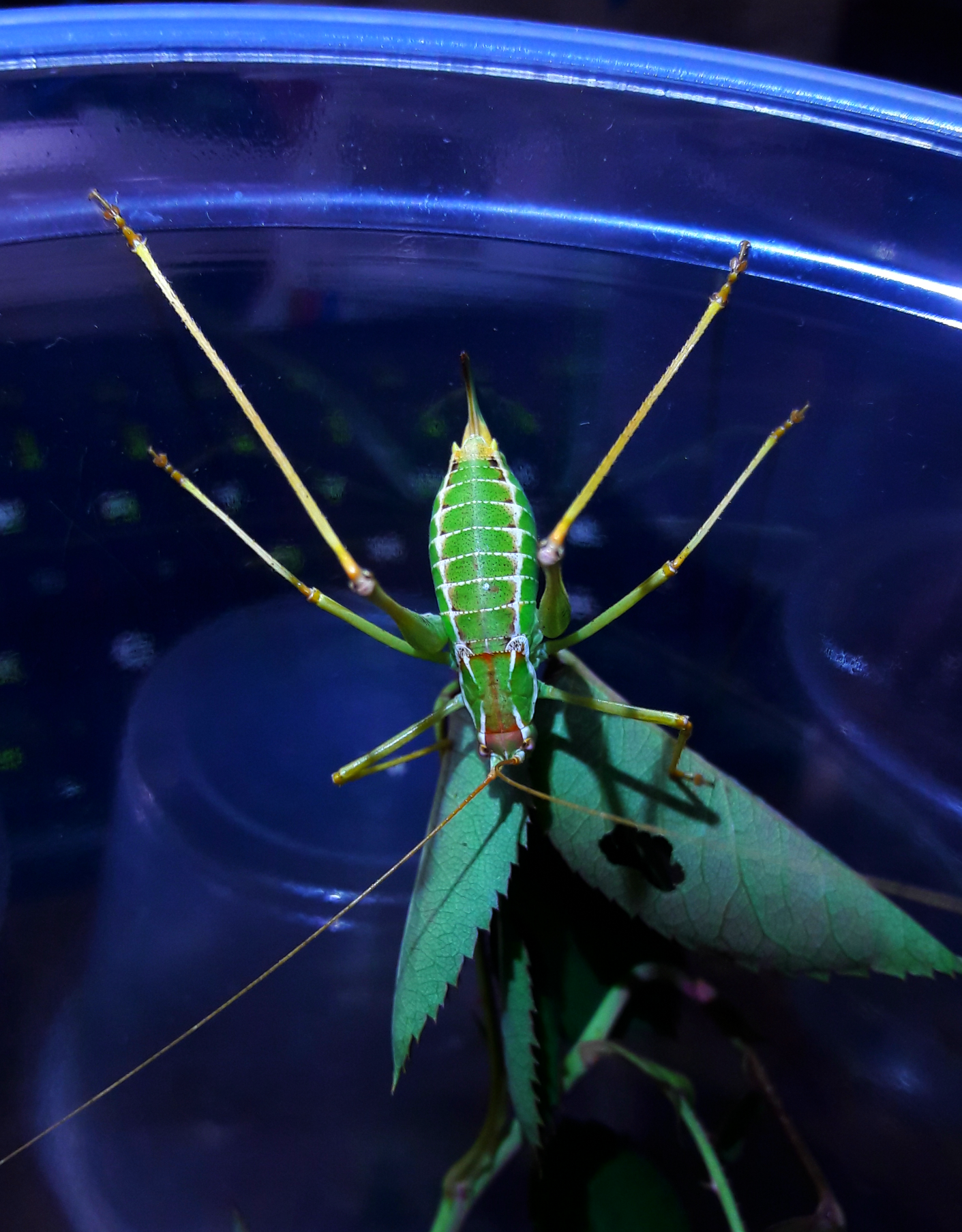 Obolopteryx brevihastata