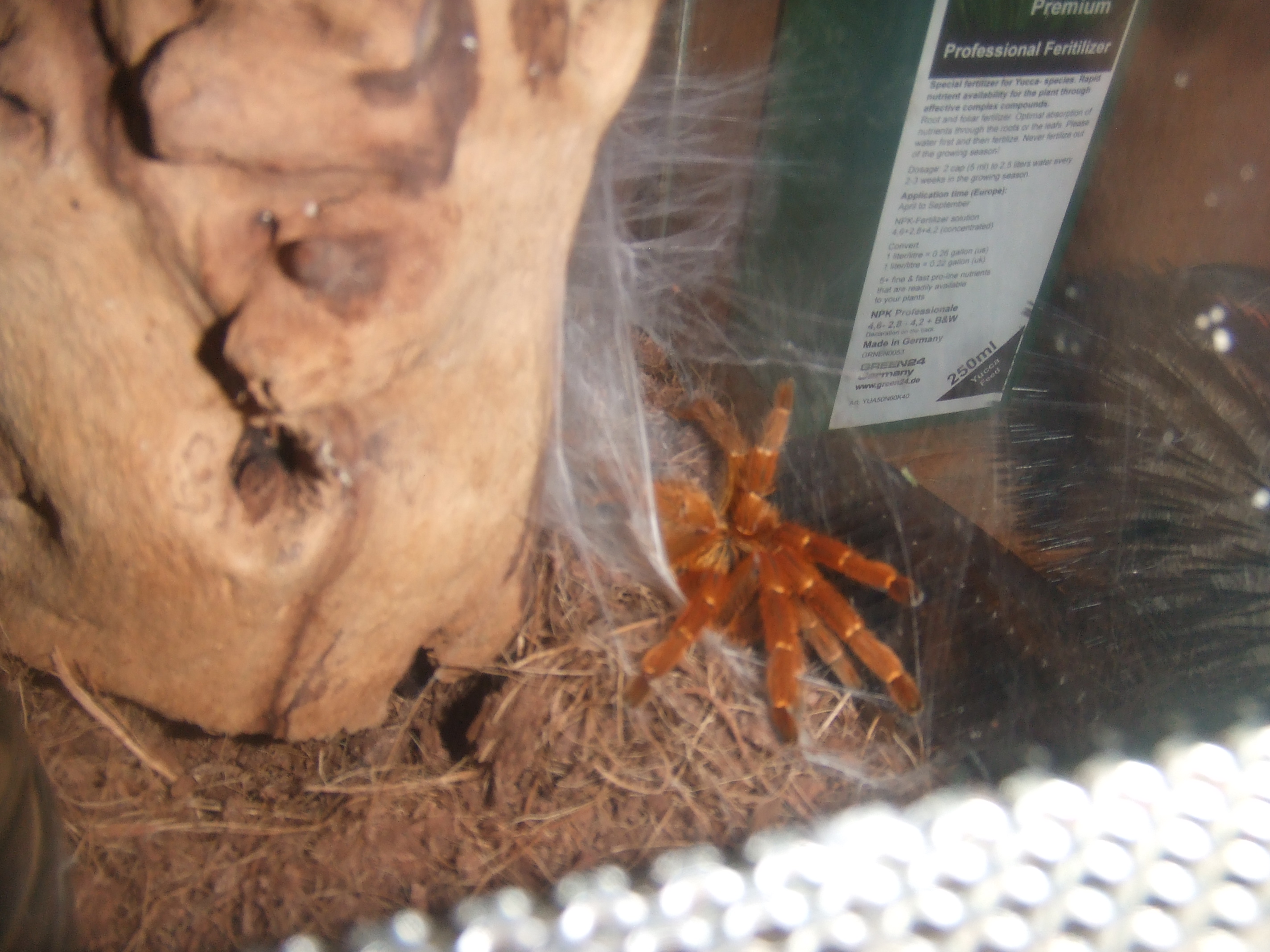 OBT RCF, Shani