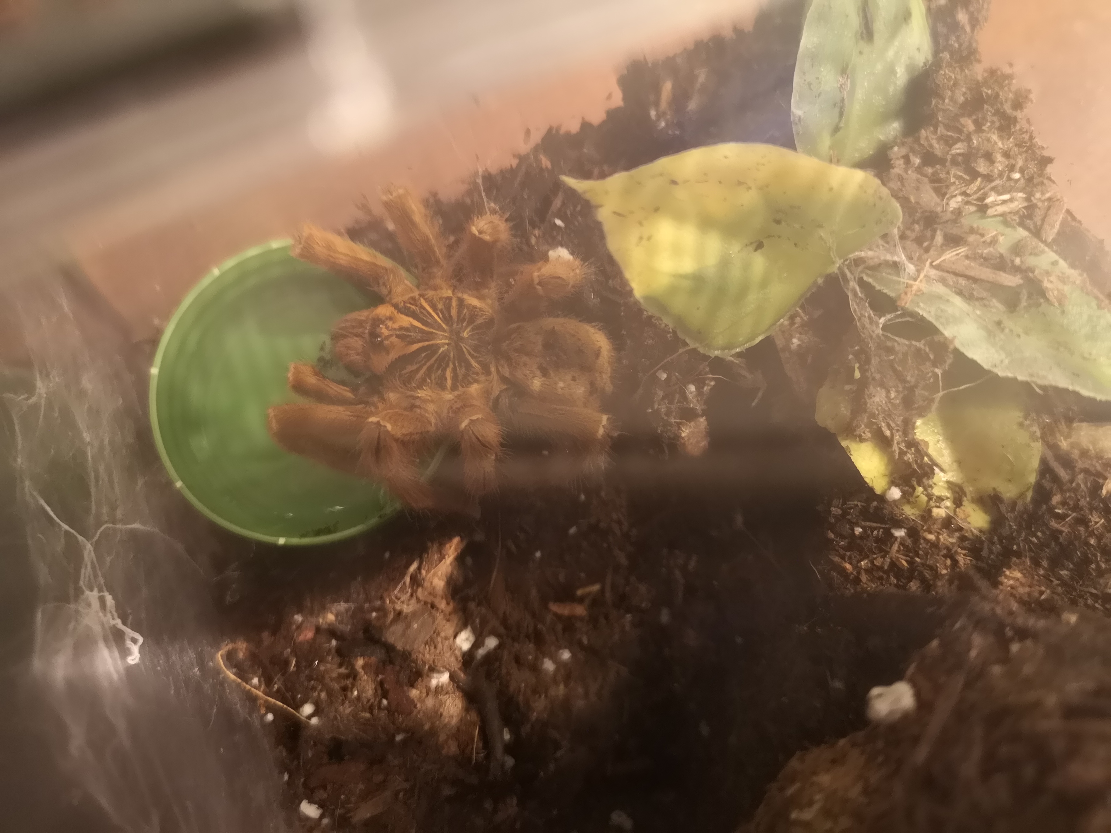 OBT update 2/2