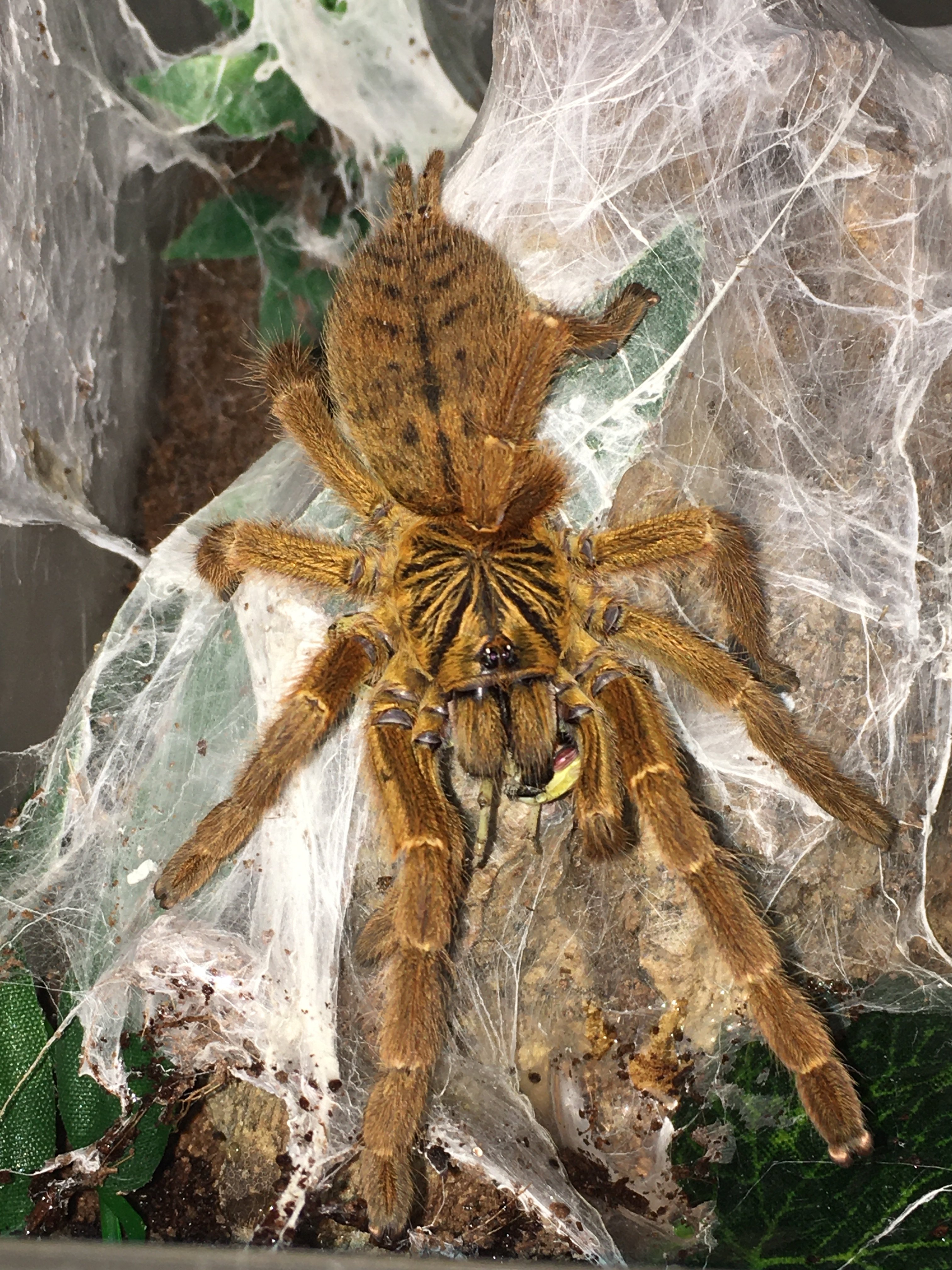 Obt