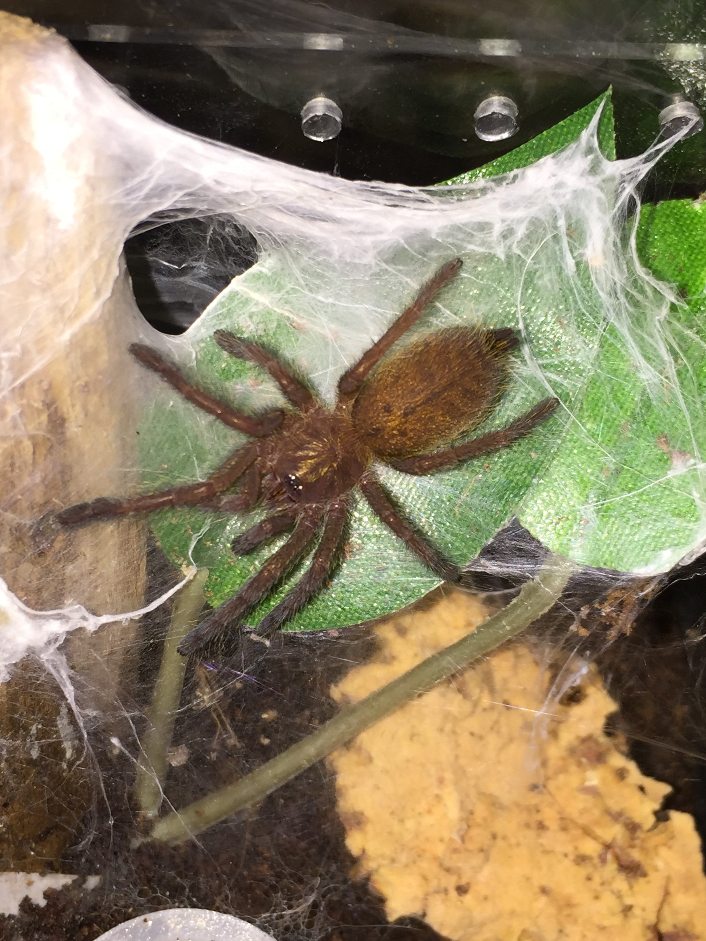 OBT