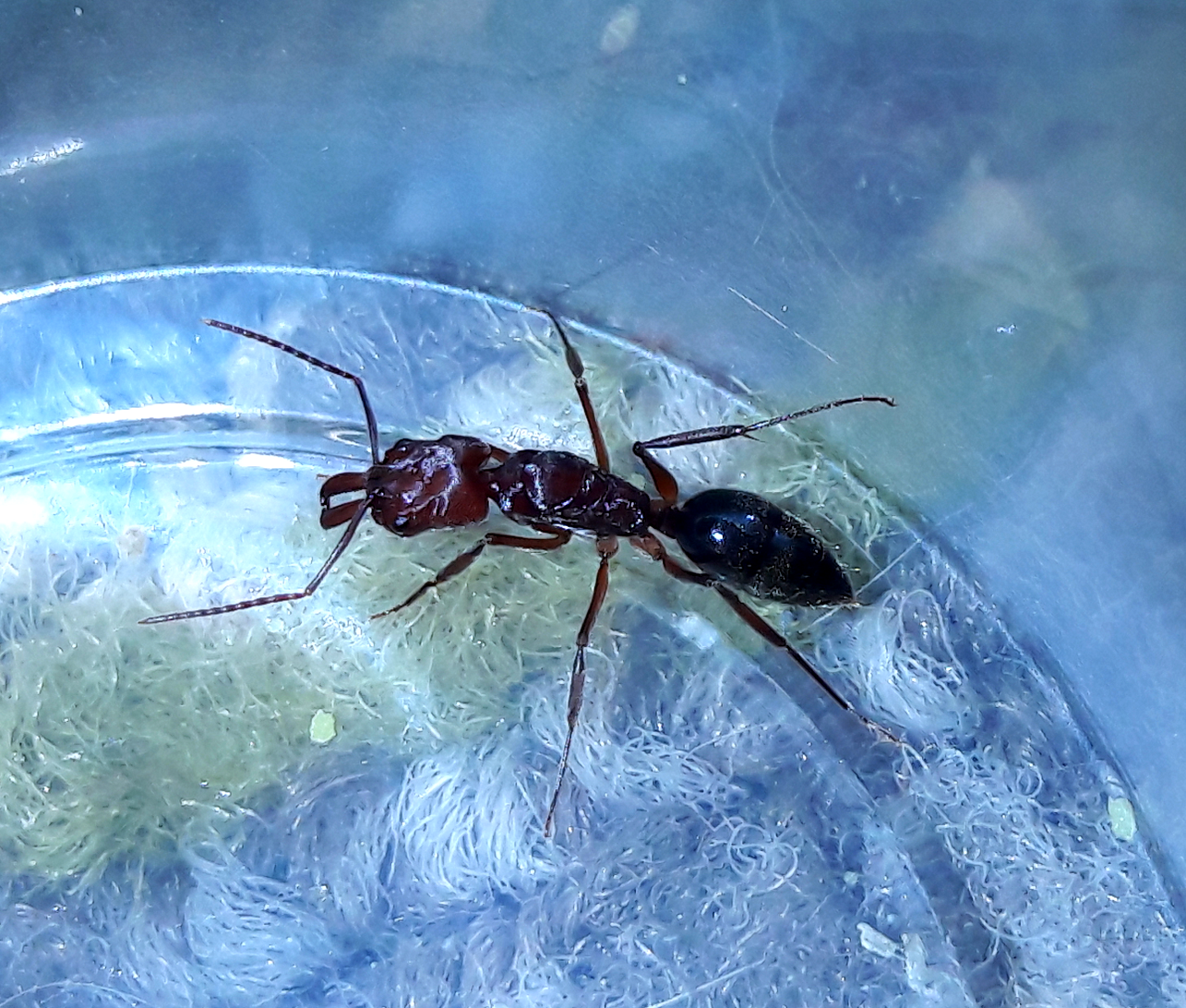 Odontomachus desertorum 'Desert Trapjaw ant' Queen