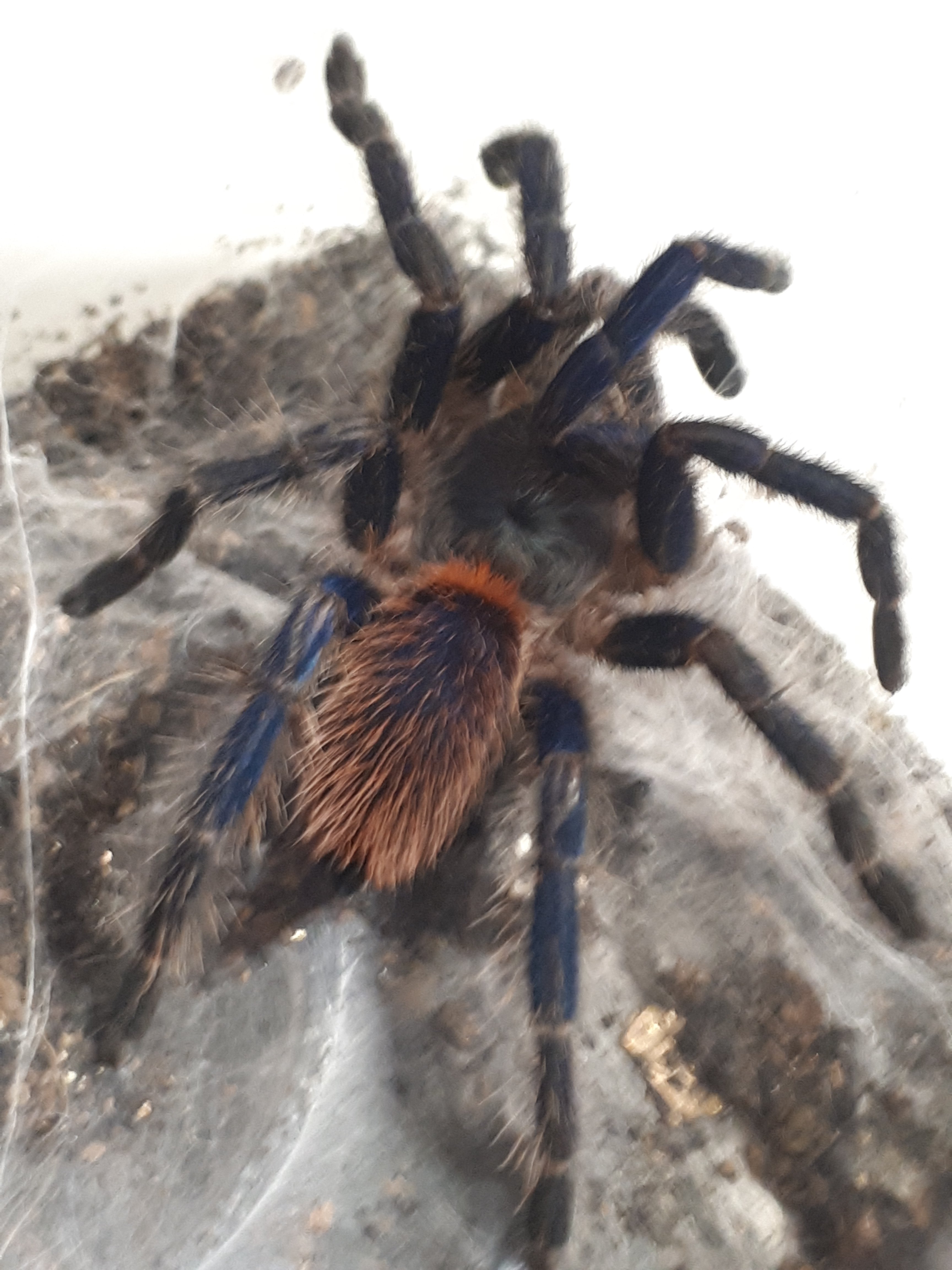 Oligoxystre (Dolichothele)  diamantinensis