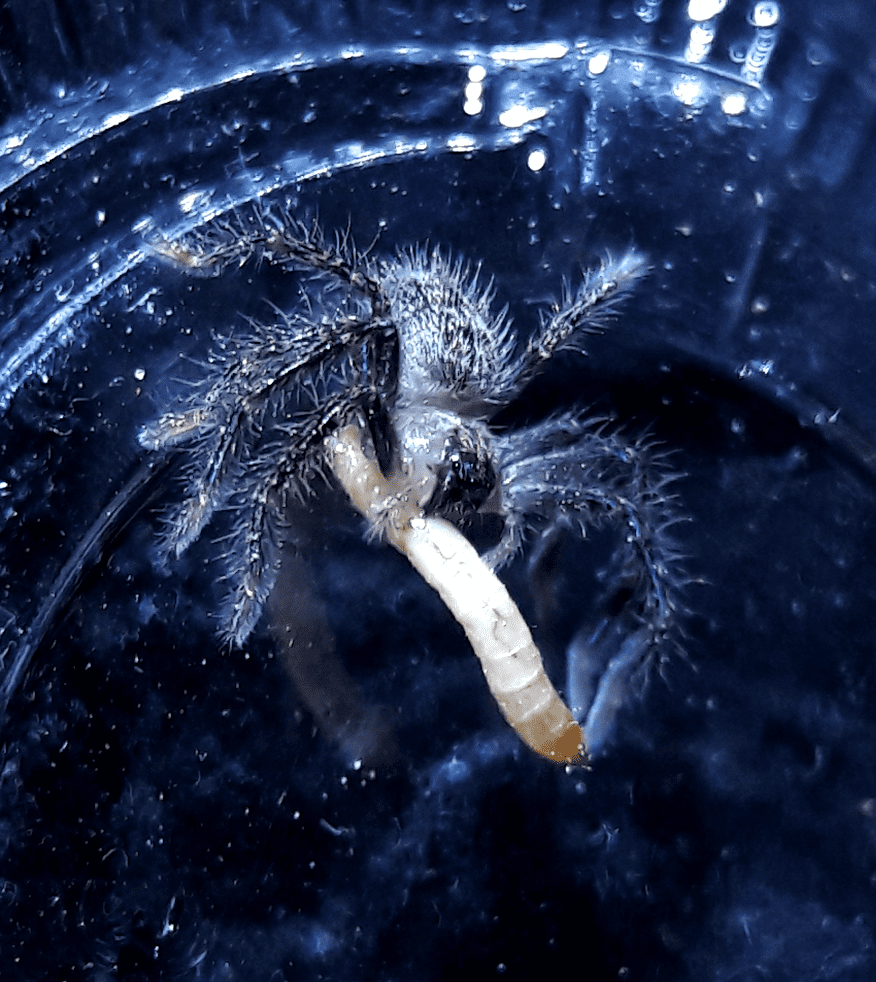 Olios giganteus i3 sling