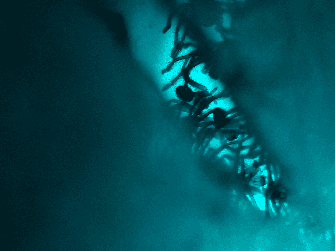 Olios giganteus i3 slings