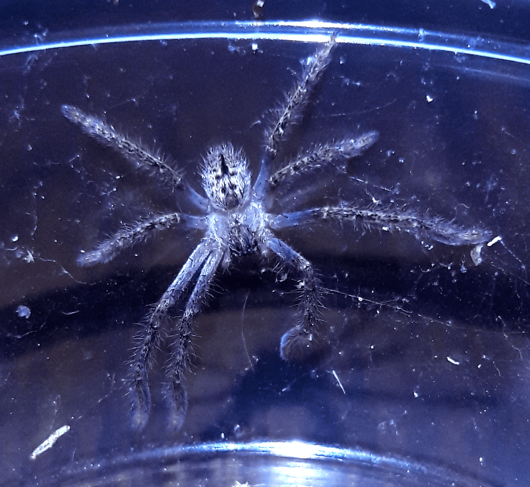 Olios giganteus i4 sling