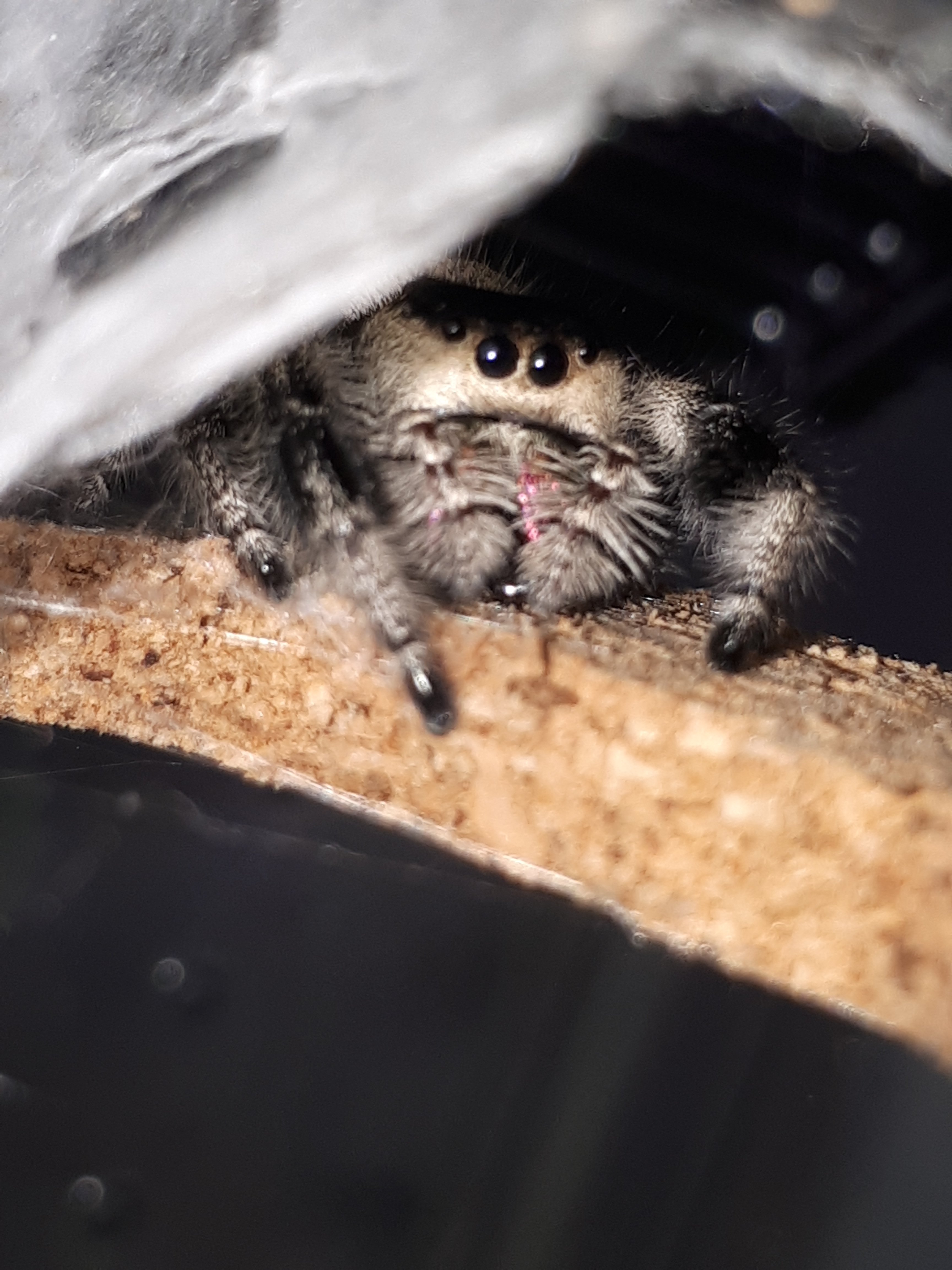 OMG....Cuteness overload!!!