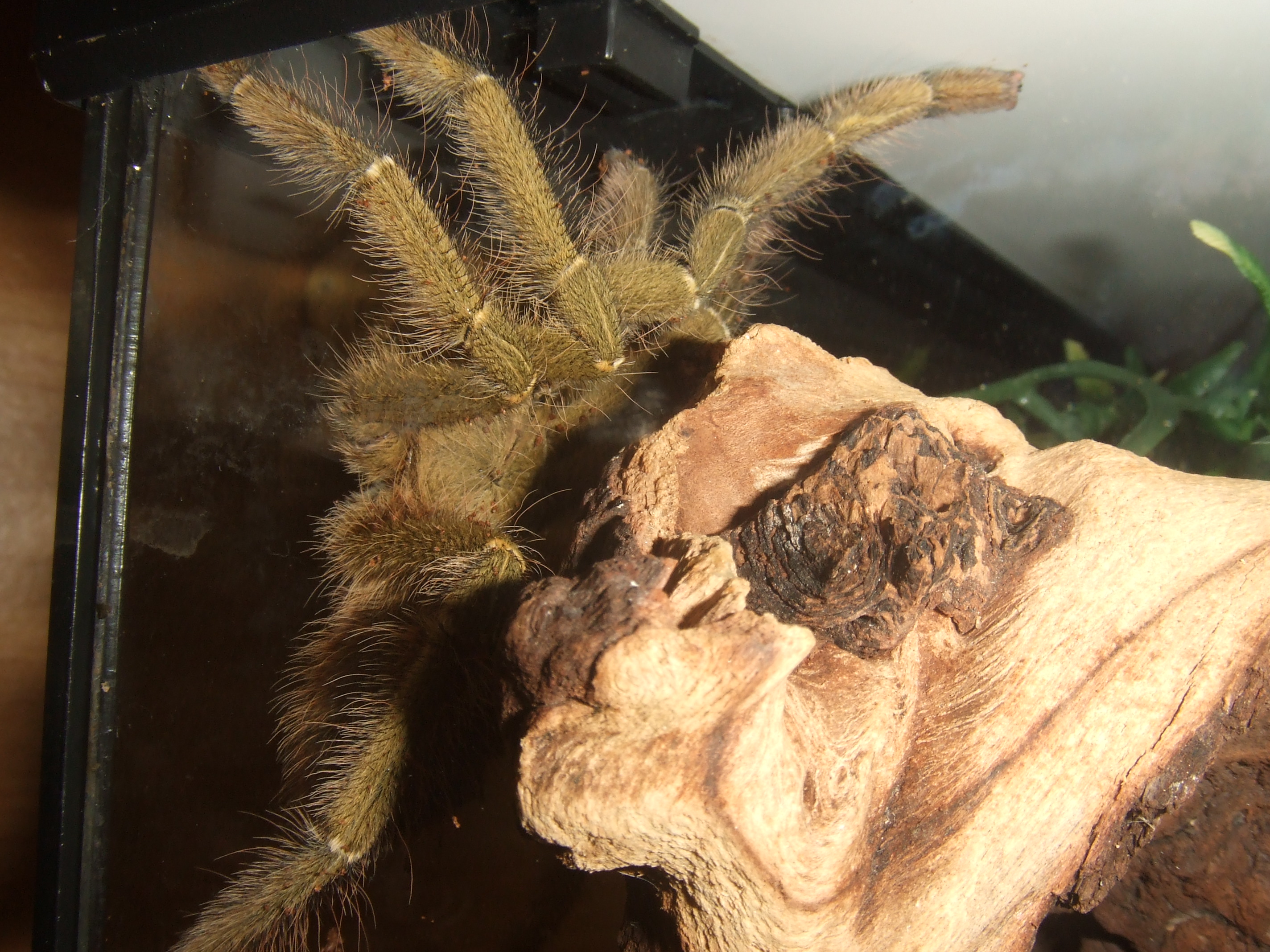 Omothymus schioedtei (formerly Cyriopagopus schioedtei) - Tigger