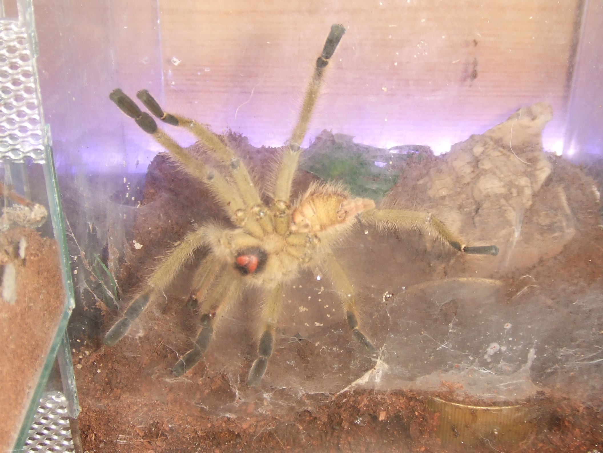 Omothymus schioedtei (MM) - Lapan