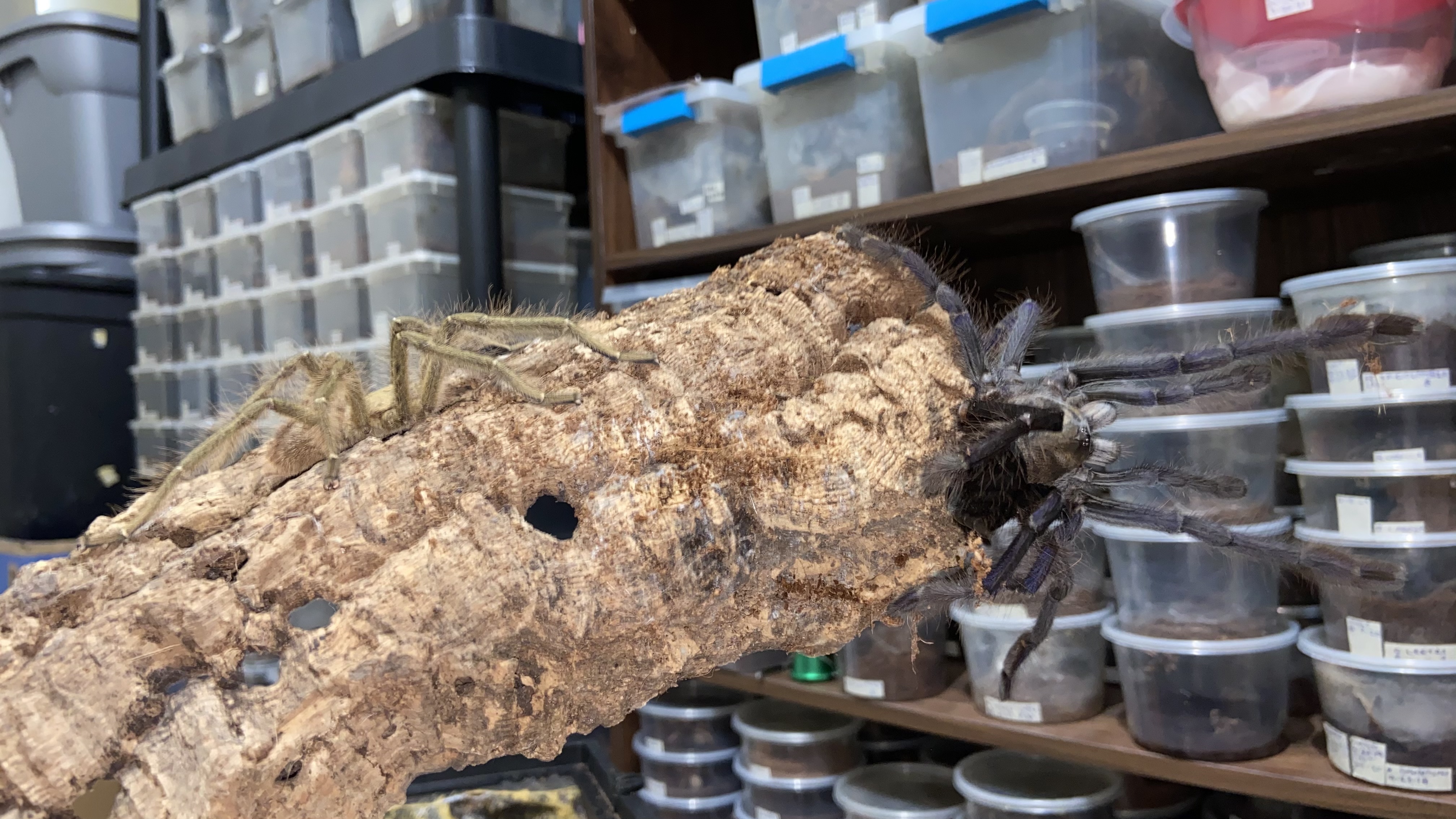 Omothymus violaceopes