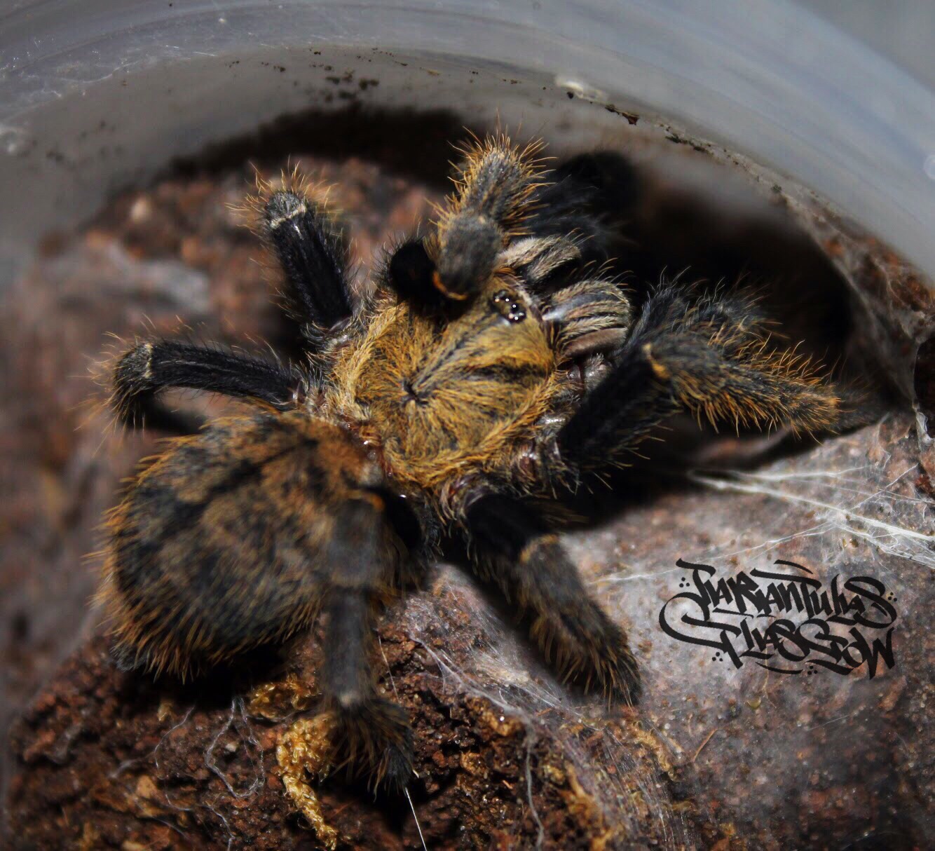 Ornithoctoninae sp. 'Ho Chi Minh' DCF