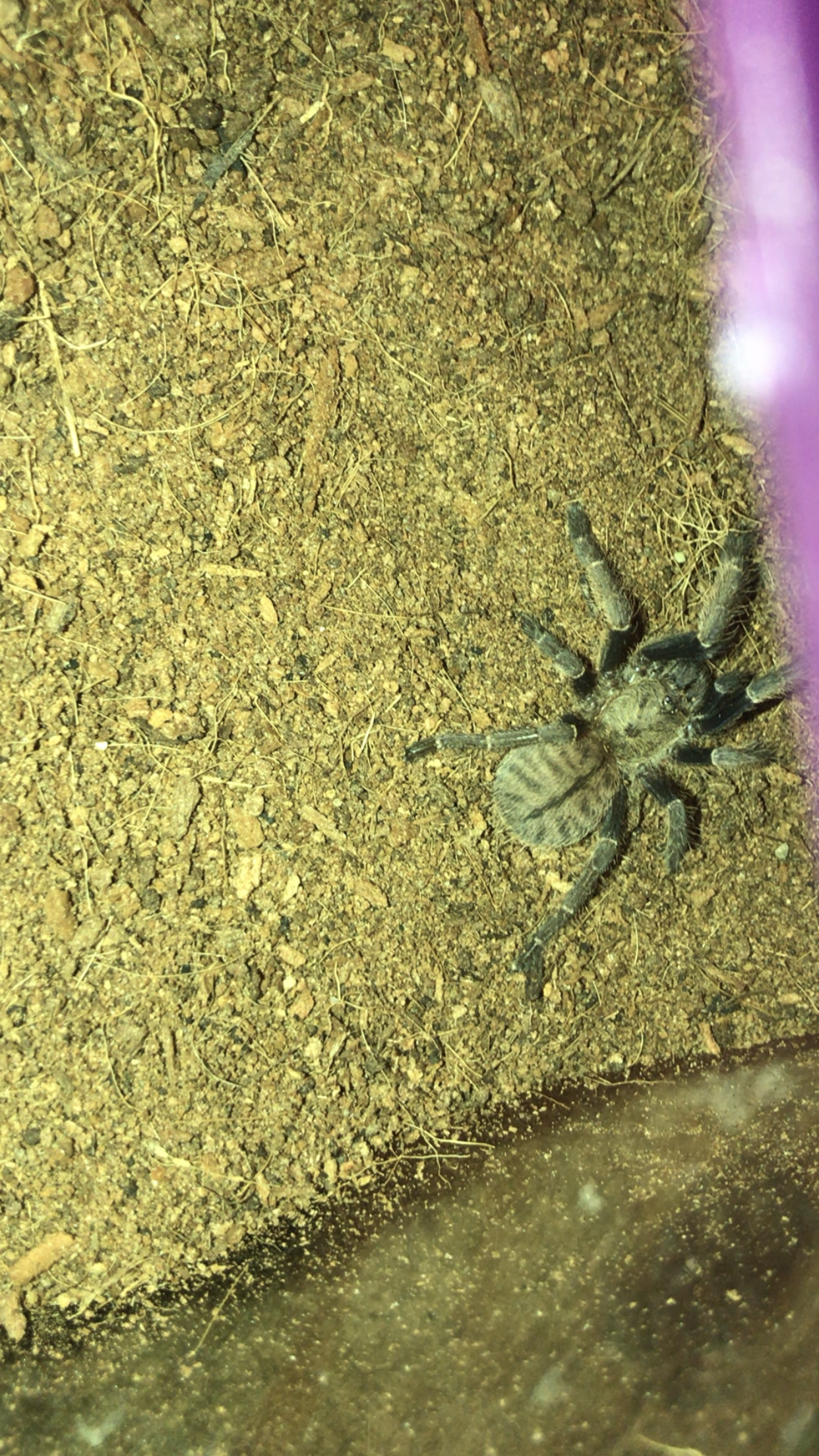 Ornithoctonus aureotibialis