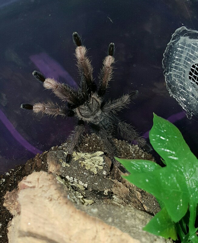 Ornithoctonus sp. Laos (Prison Des Abeilles) #1 - Female