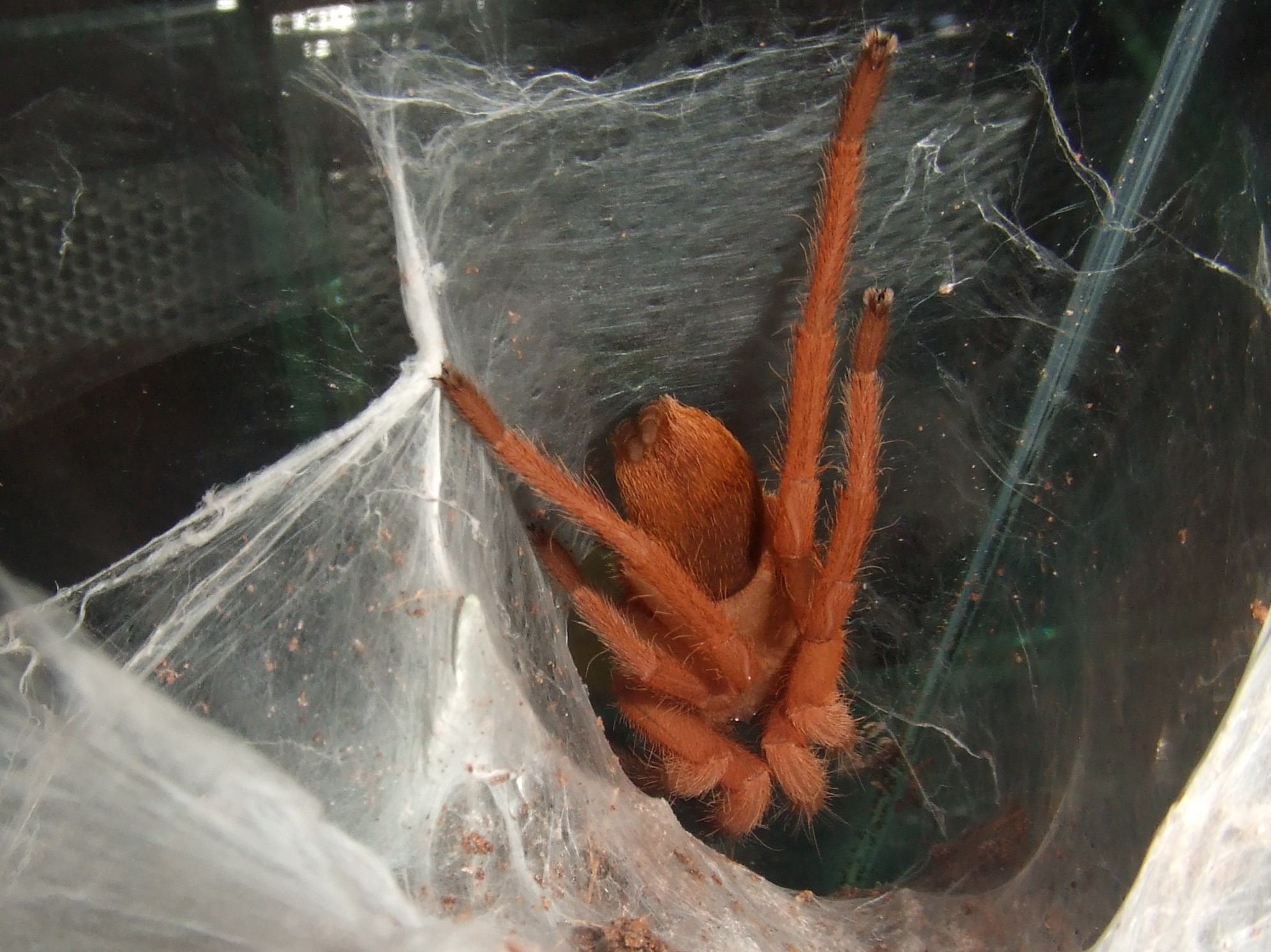 Orphnaecus philippinus - Mayon