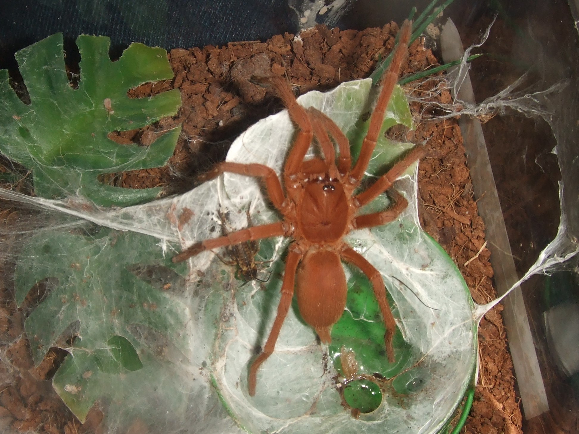 Orphnaecus philippinus - Tabon