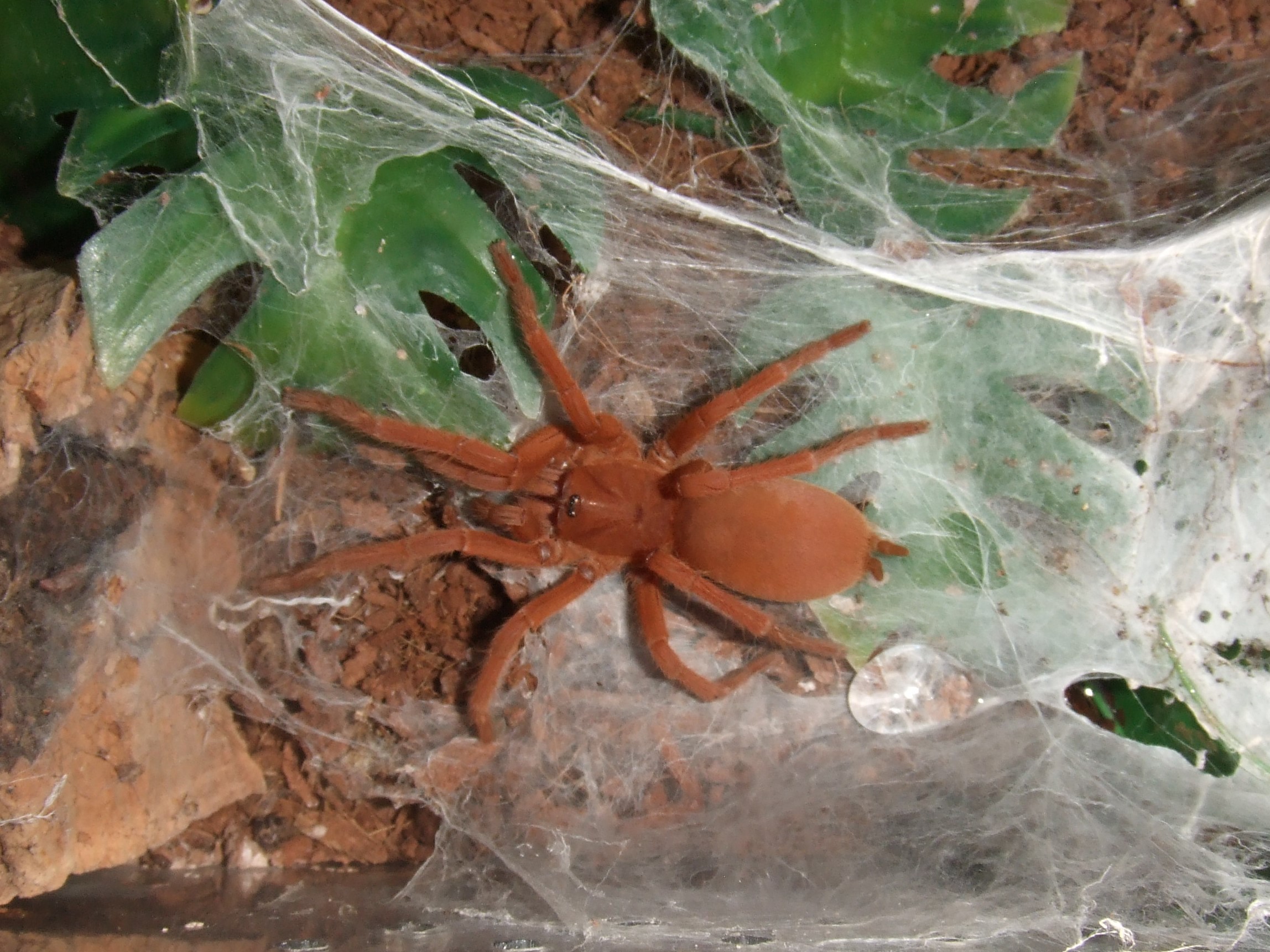 Orphnaecus philippinus - Tabon