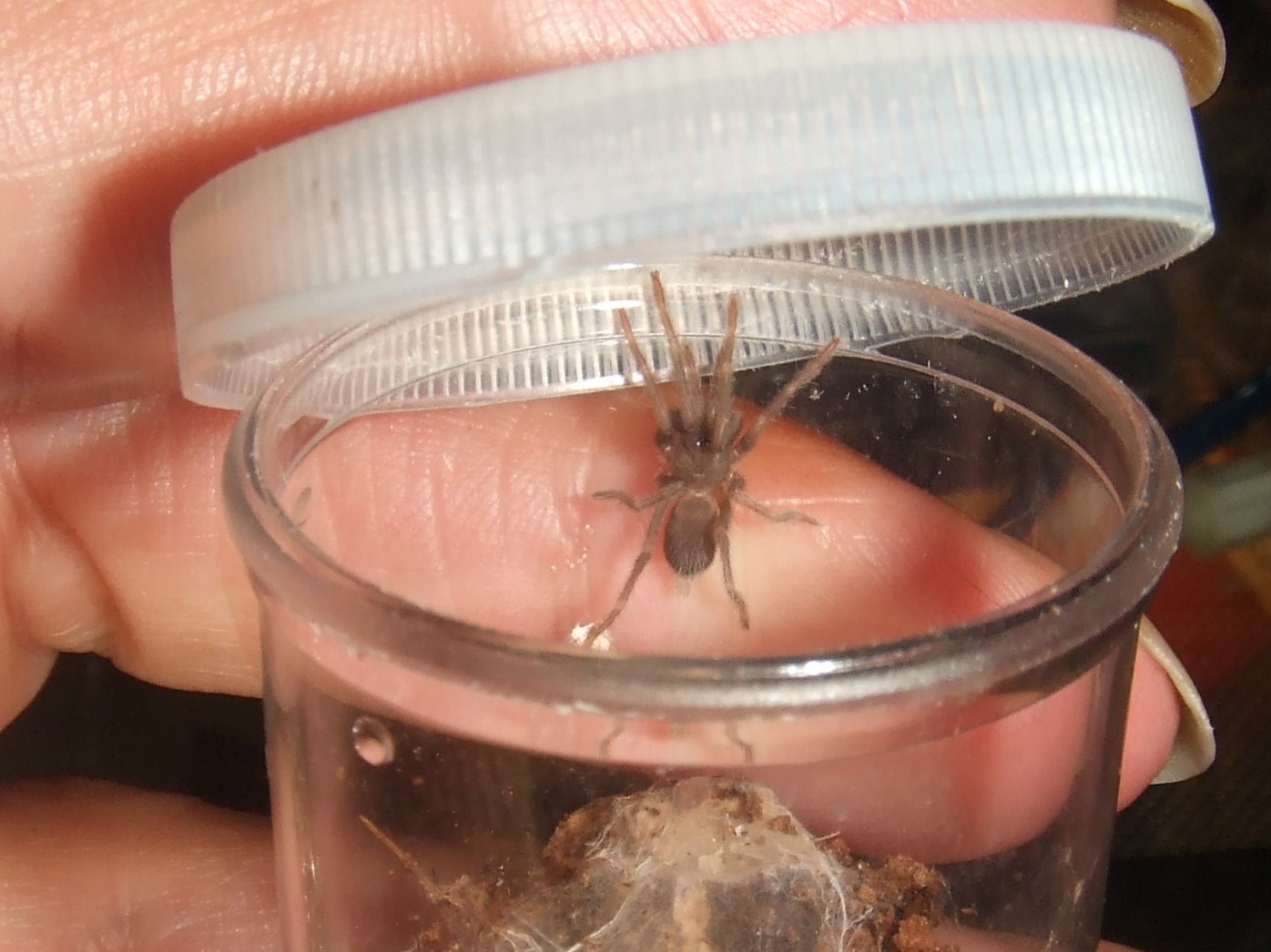 Orphnaecus philippinus - Vigan