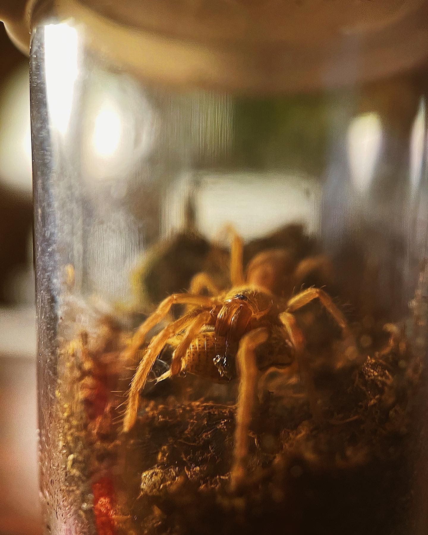 Orphnaecus philippinus