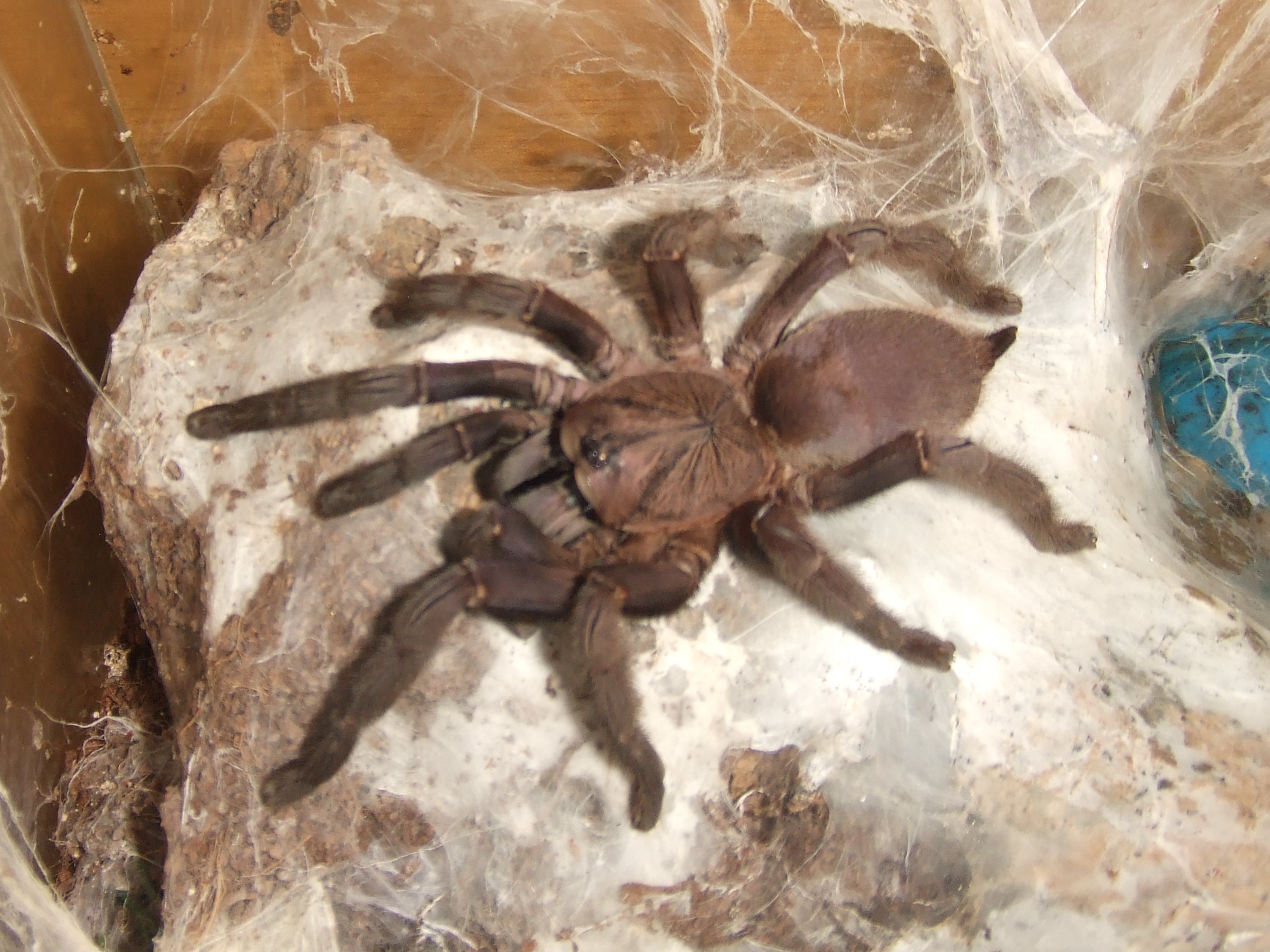 Orphnaecus sp Blue Panay - Taal