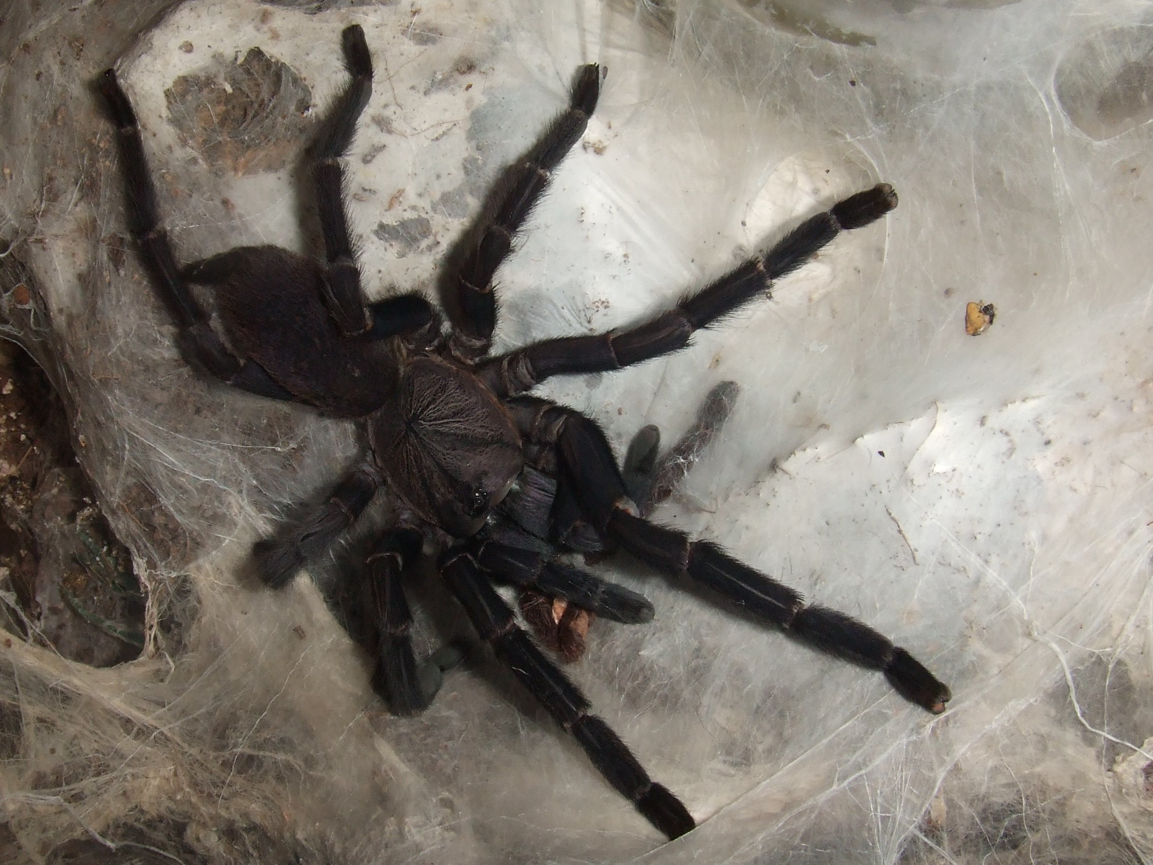 Orphnaecus sp Blue Panay - Taal
